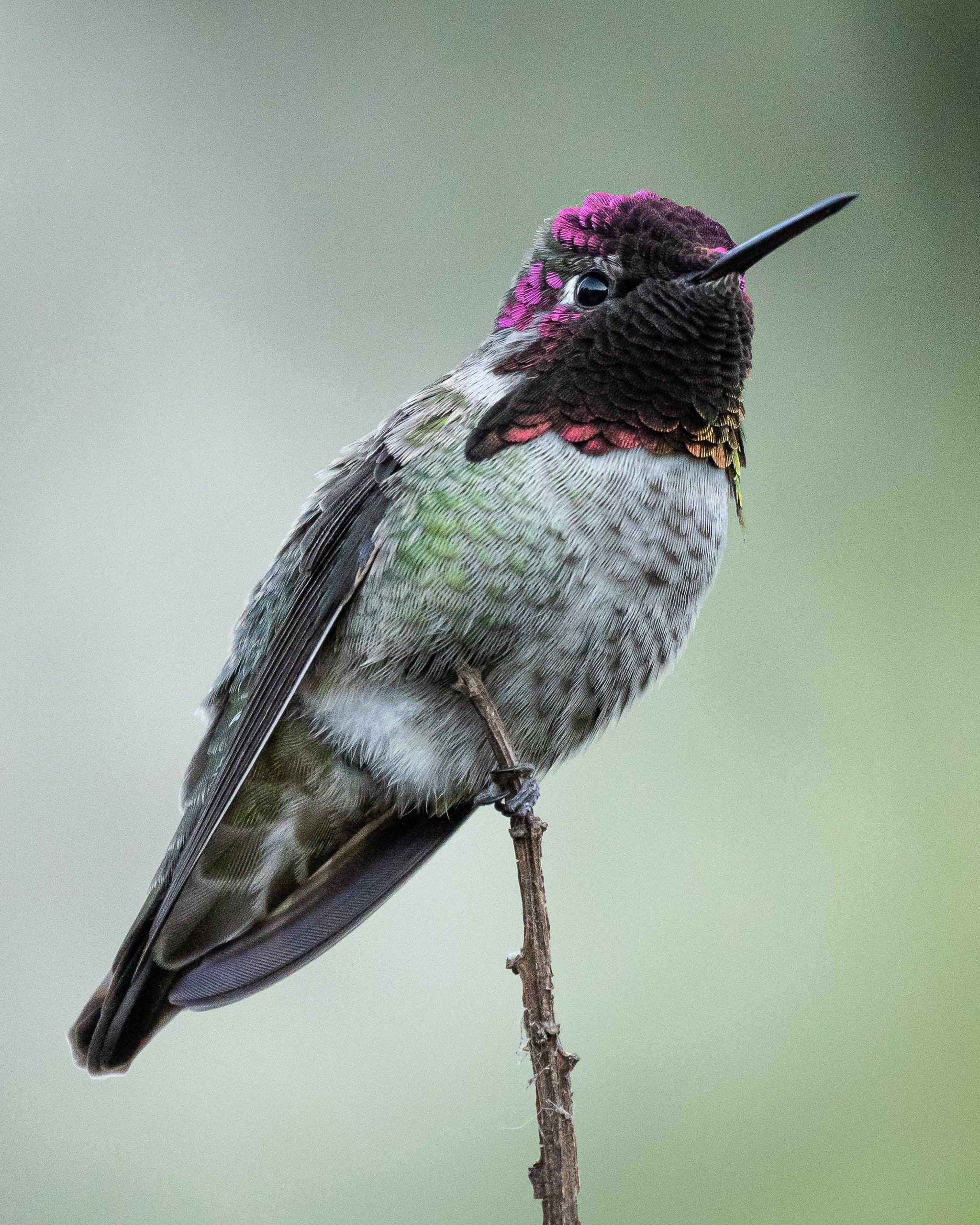 Anna's Hummingbird (Calypte anna)