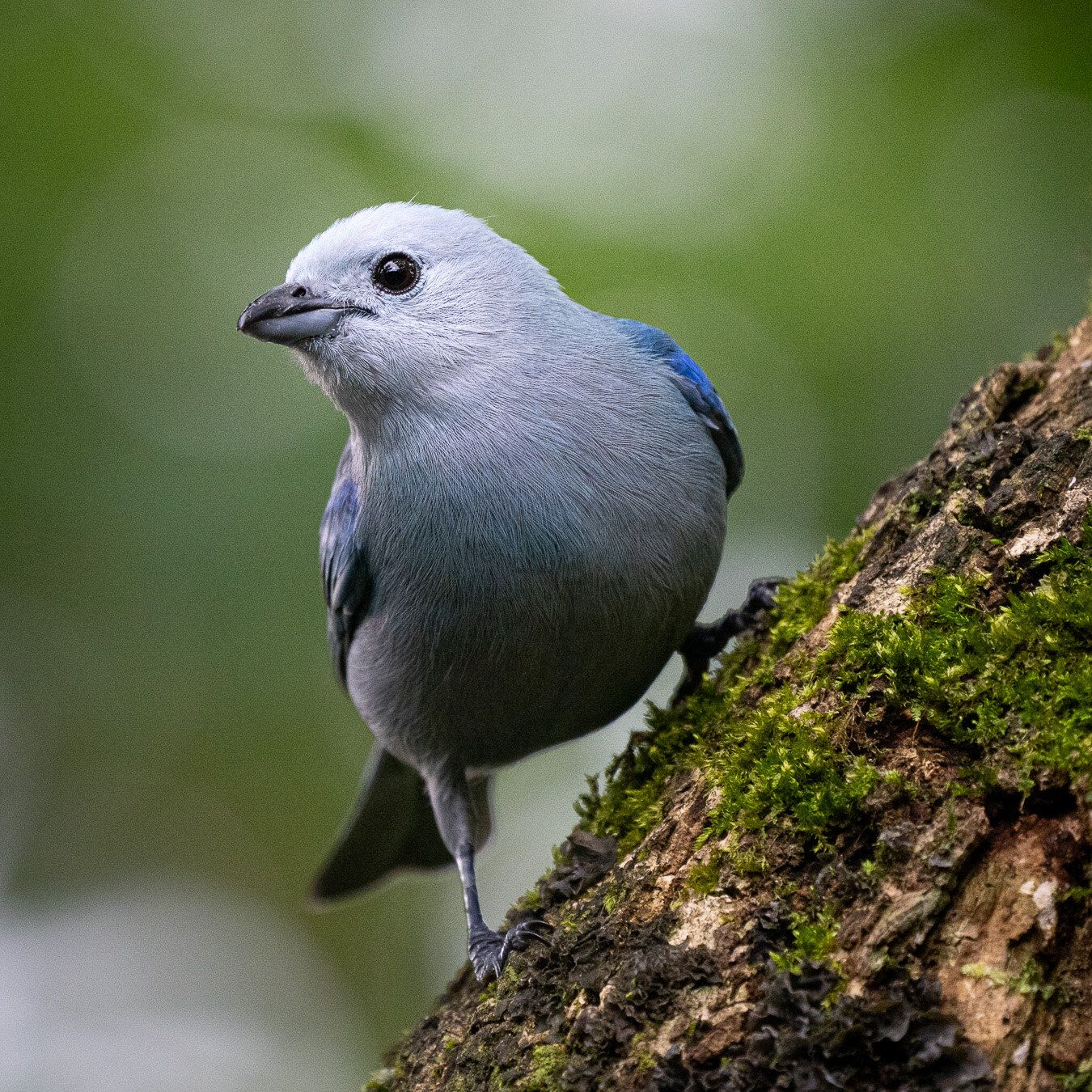 Blue-gray Tanager (Thraupis episcopus)