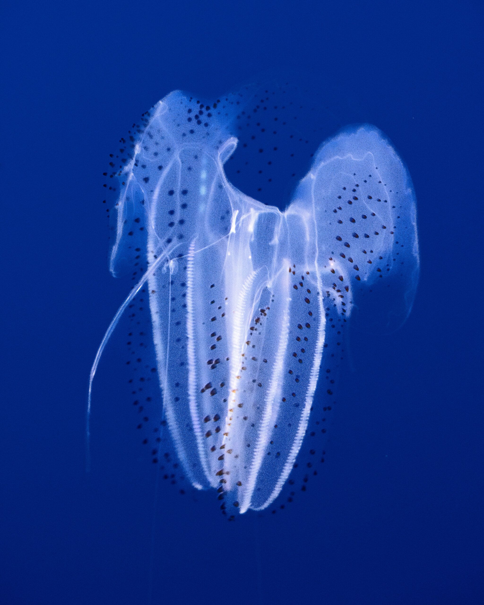Blue Jelly