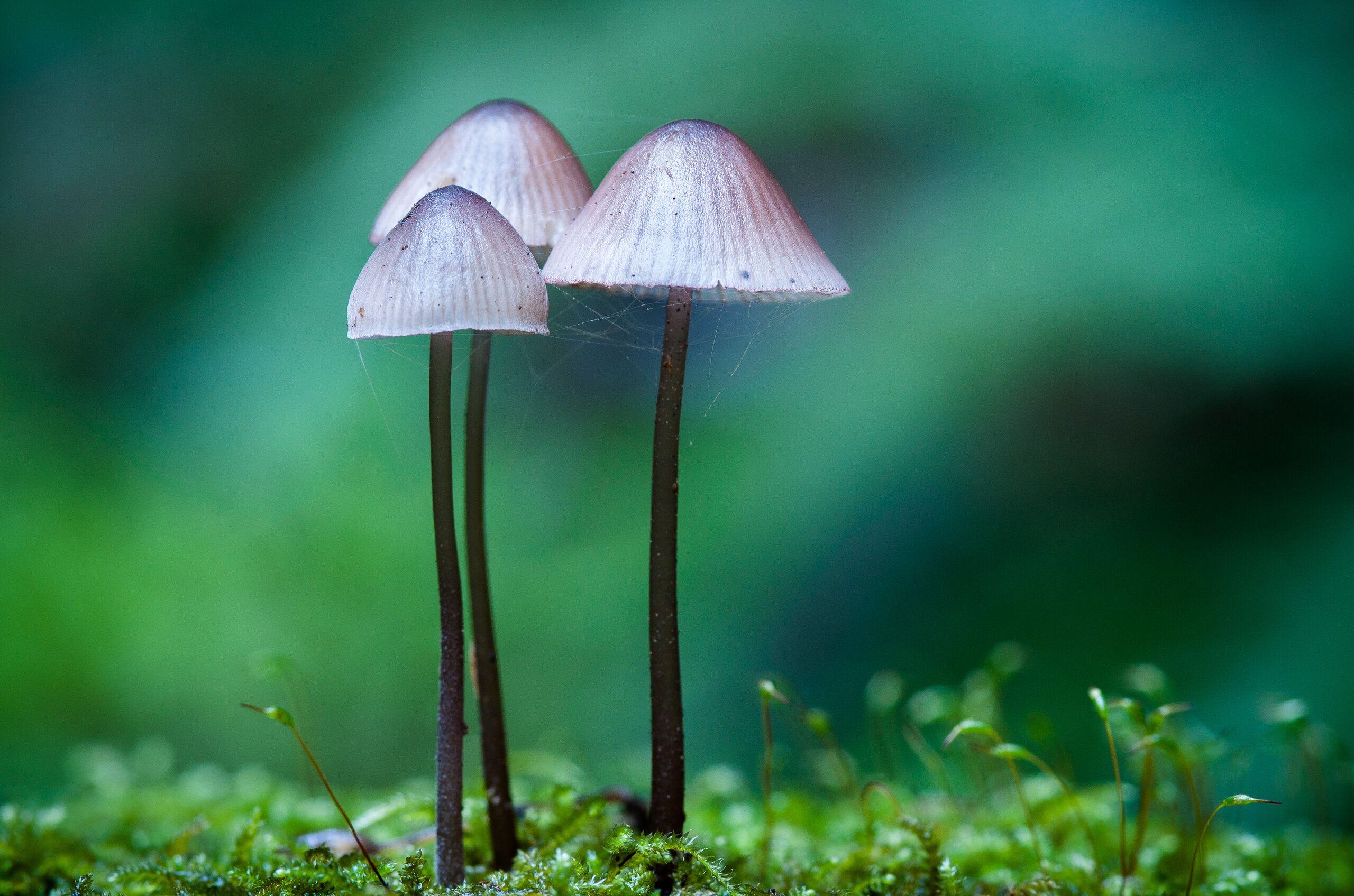 Bonnets