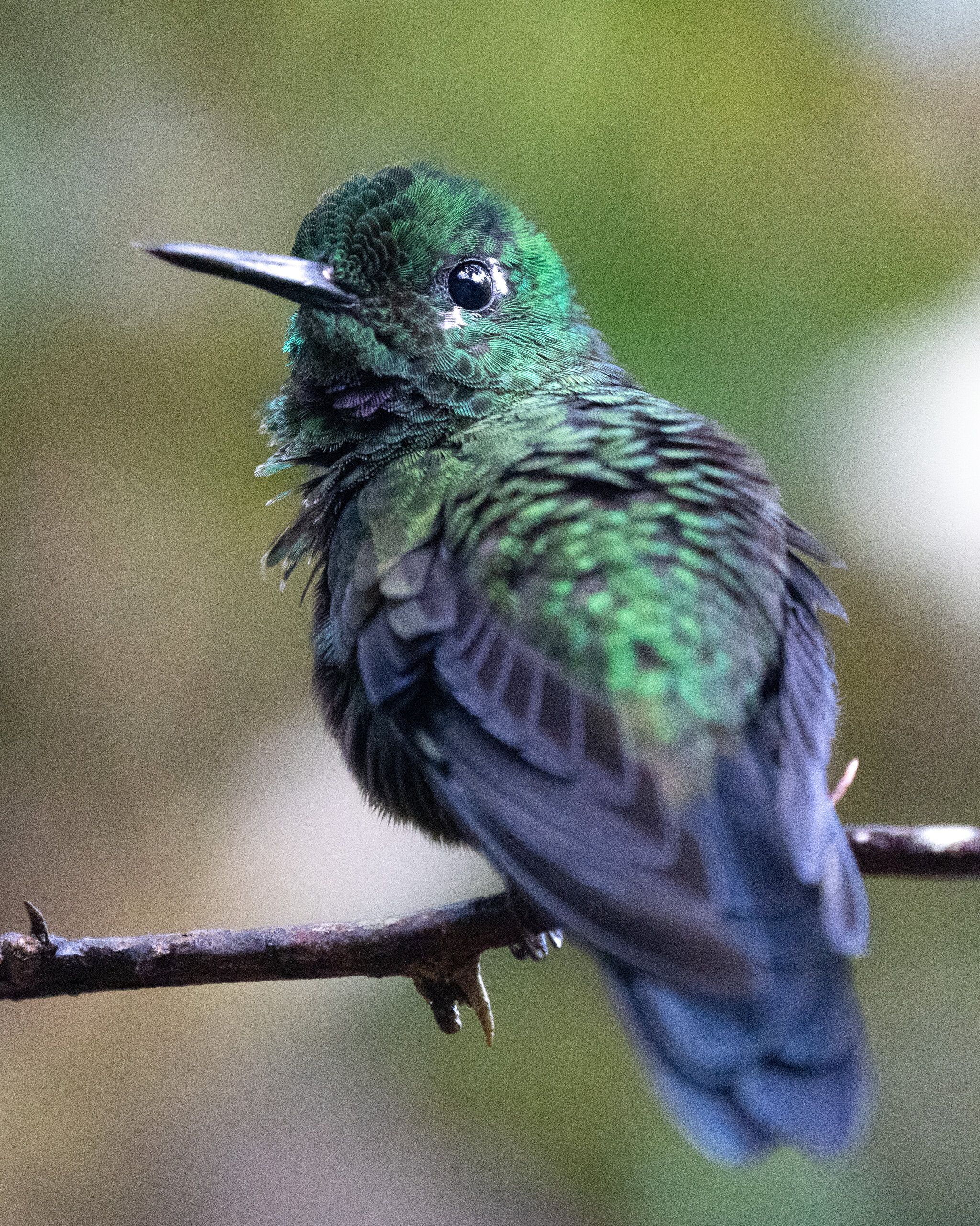 Green-crowned Brilliant (Heliodoxa jacula)