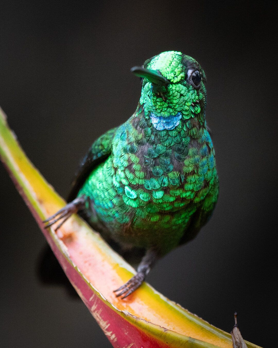 Green-crowned Brilliant (Heliodoxa jacula)
