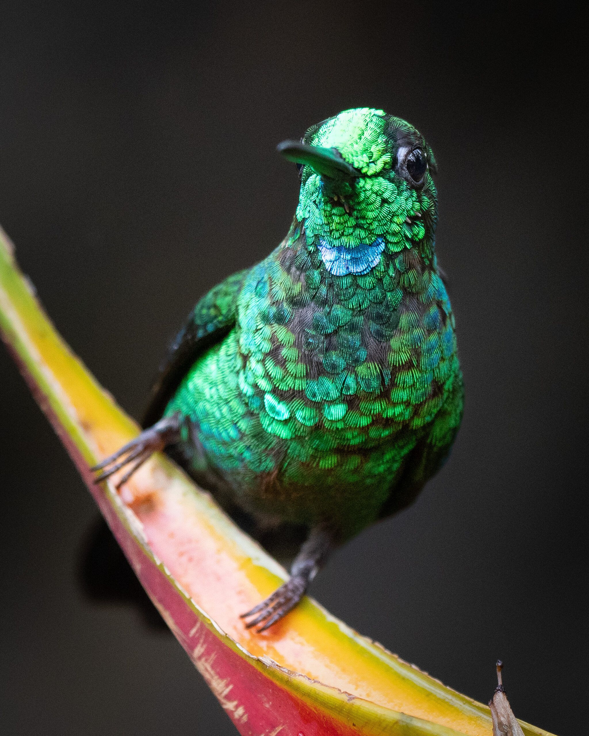 Green-crowned Brilliant (Heliodoxa jacula)