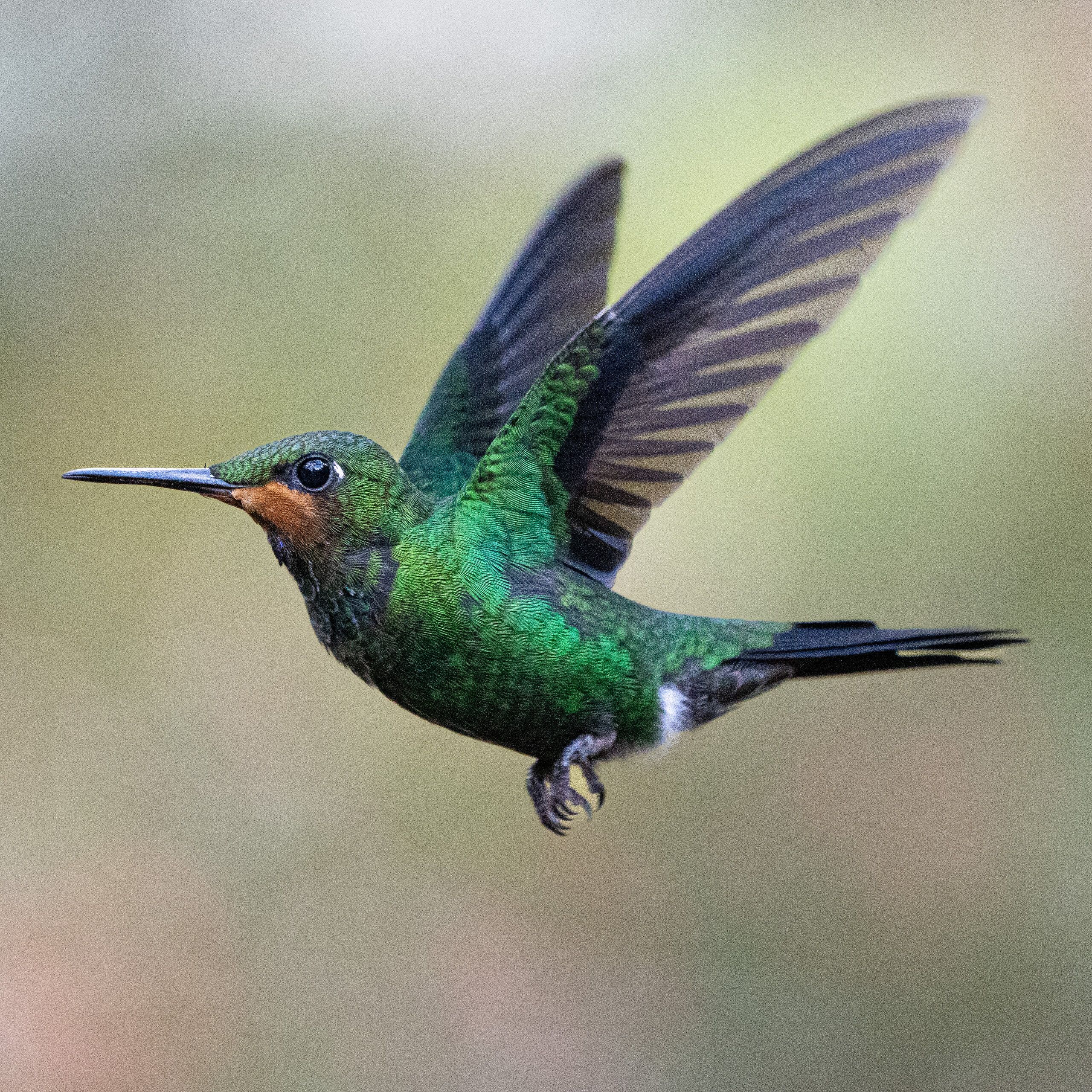 Green-crowned Brilliant (Heliodoxa jacula)