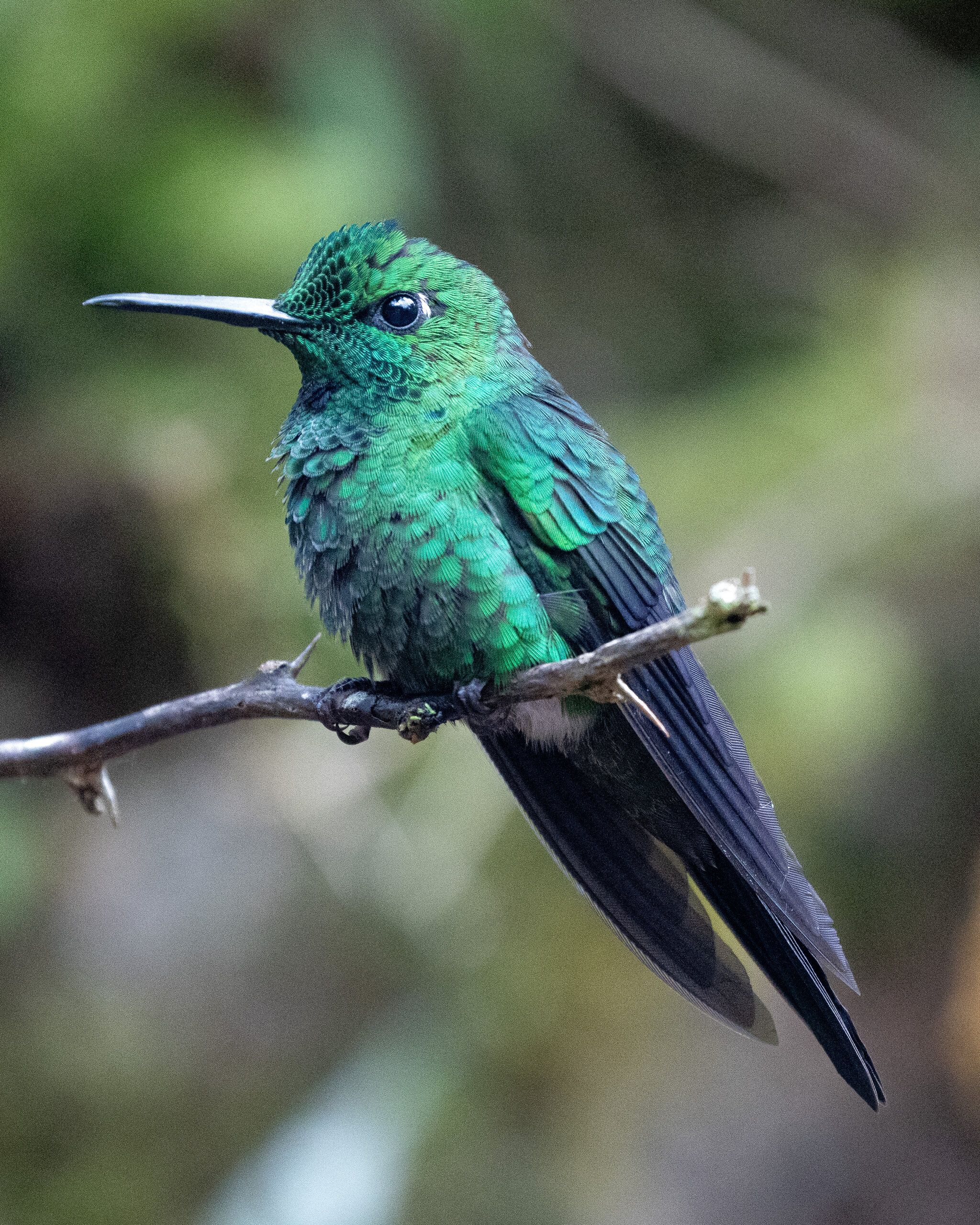Green-crowned Brilliant (Heliodoxa jacula)