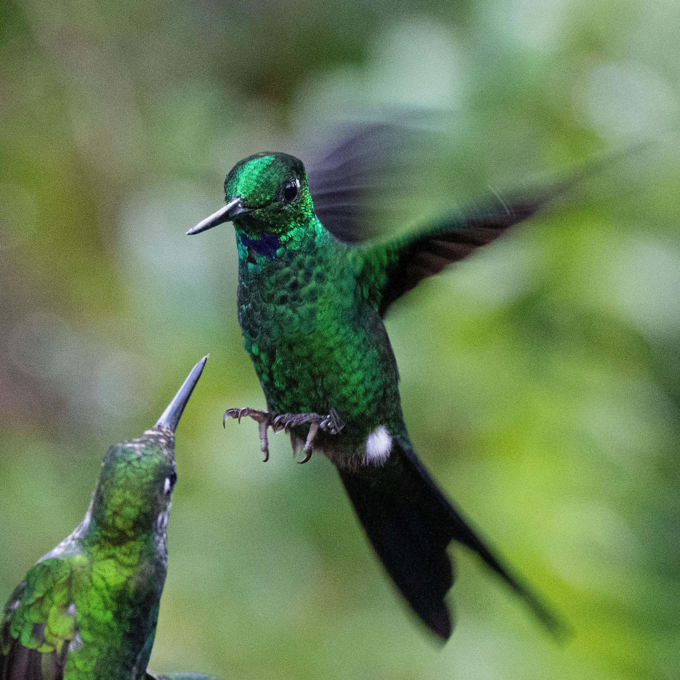 Green-crowned Brilliants (Heliodoxa jacula)
