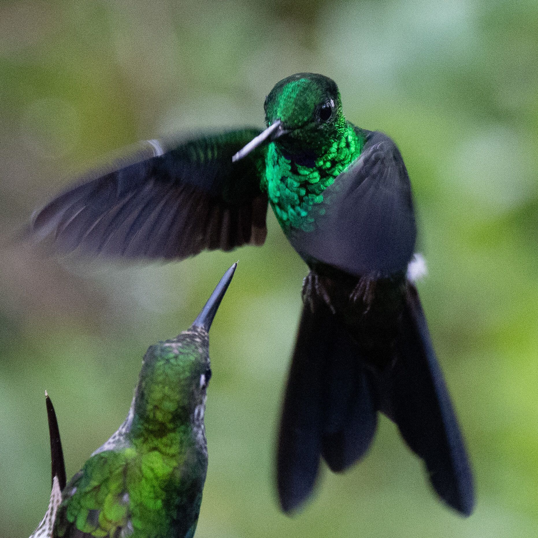 Green-crowned Brilliants (Heliodoxa jacula)