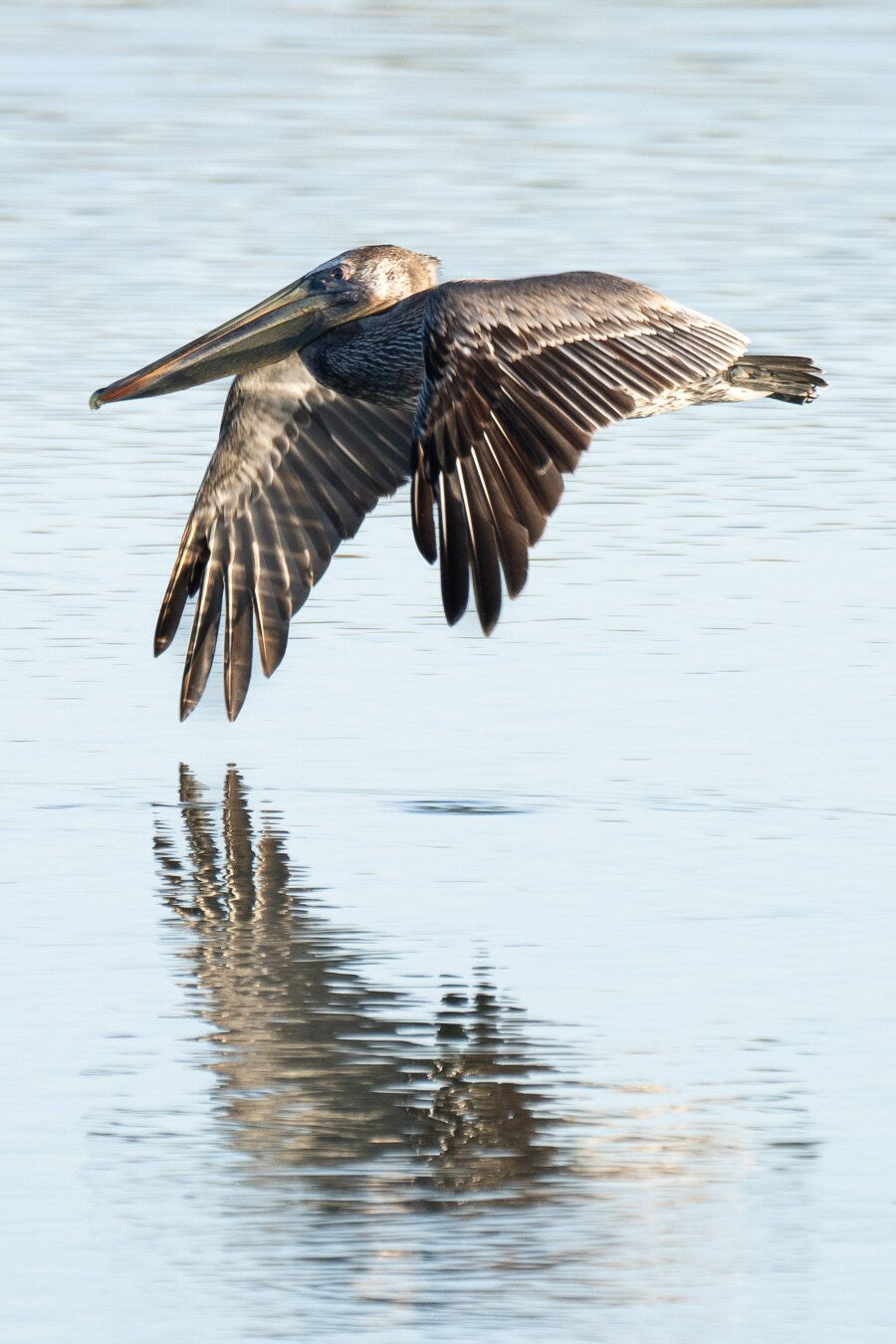 Brown Pelican (Pelecanus occidentalis)