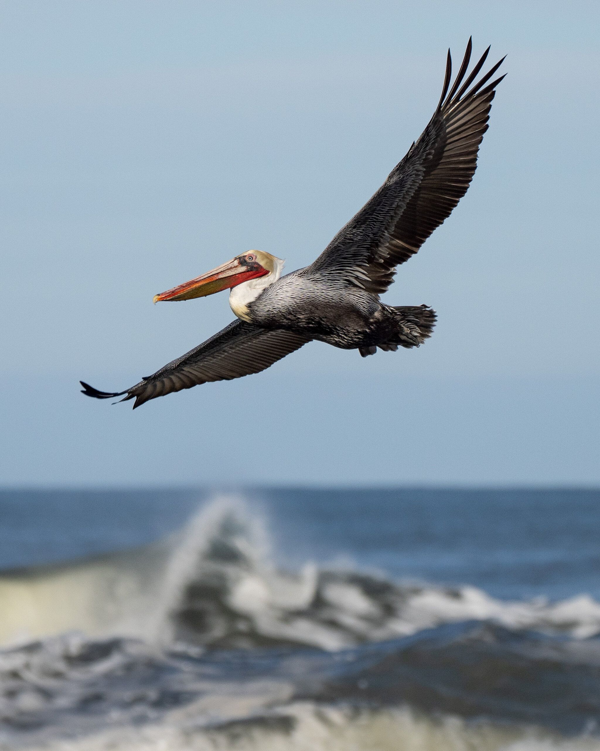 Brown Pelican (Pelecanus occidentalis)