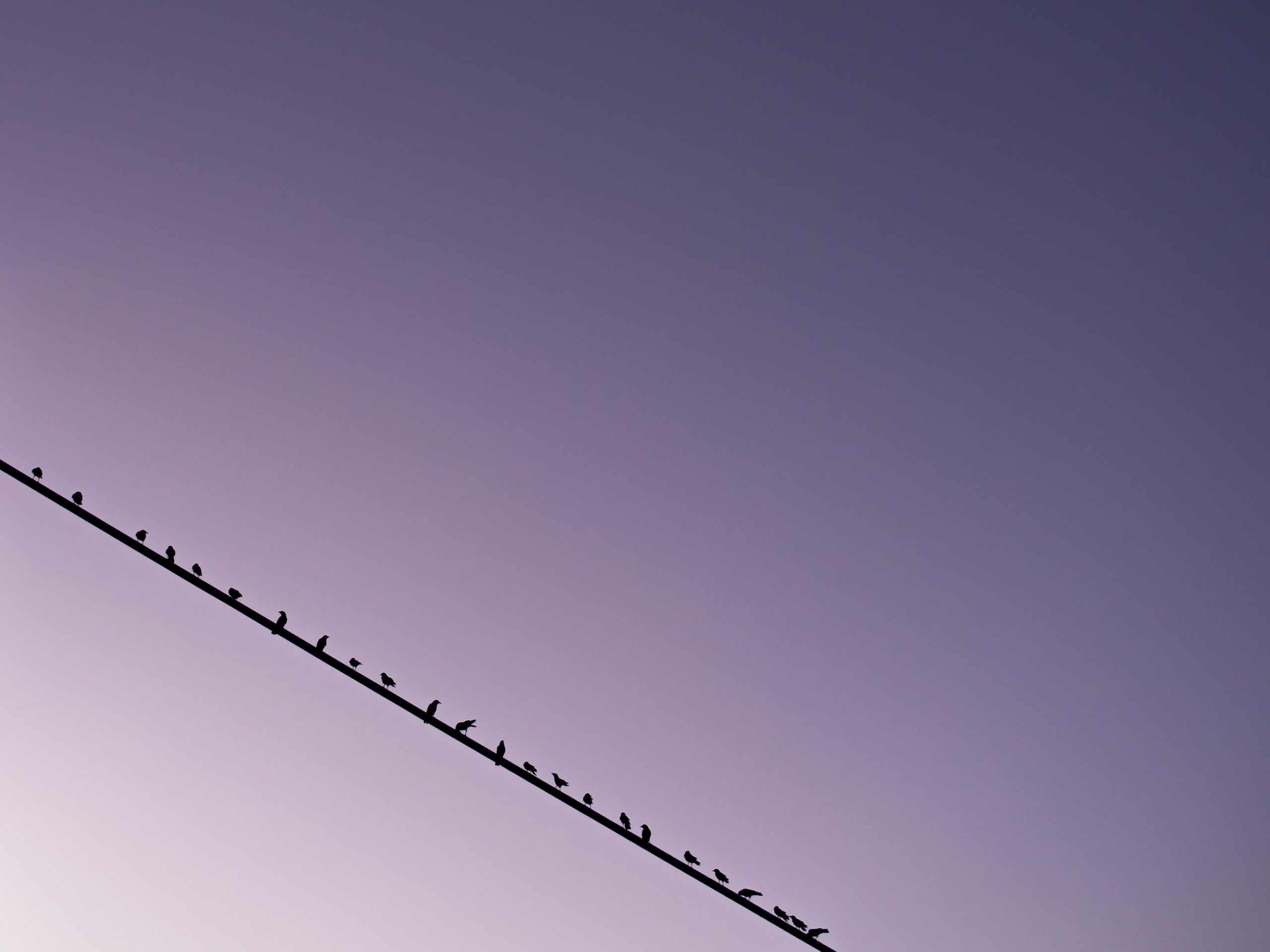 Feathered Meeting