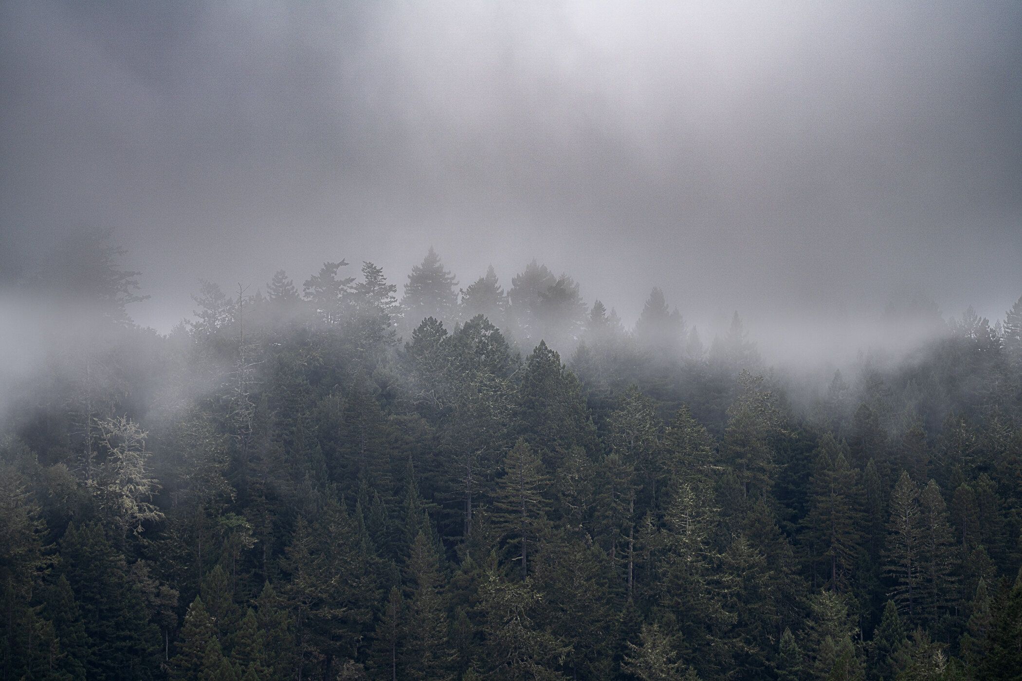 Fog over the Forest