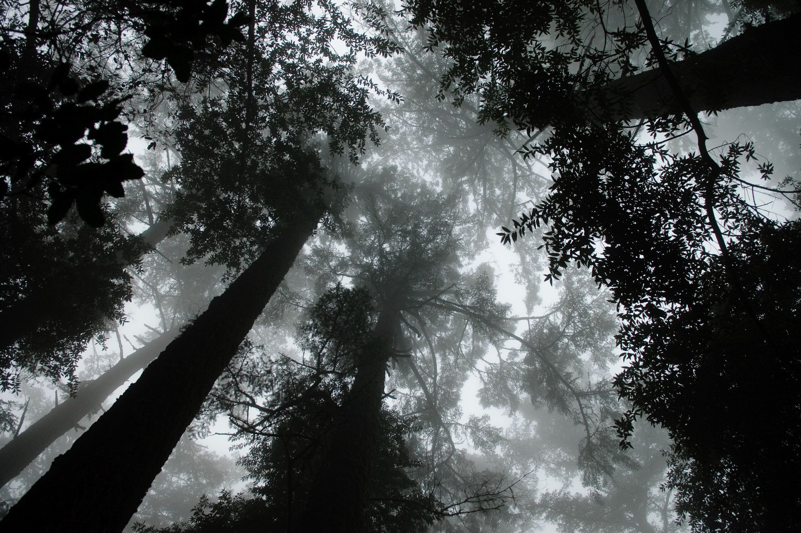 Foggy Redwoods