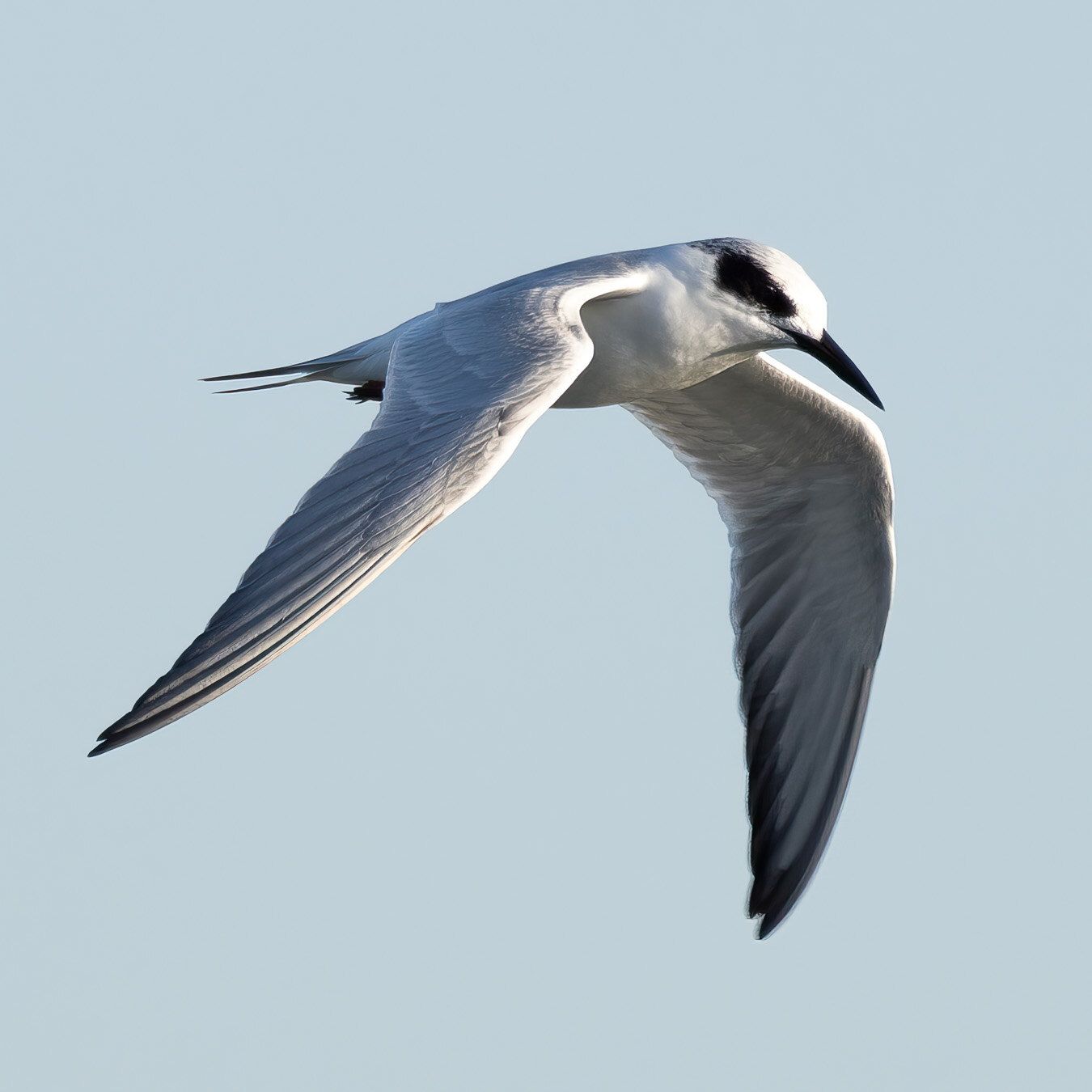 Forster's Tern (Sterna forsteri)