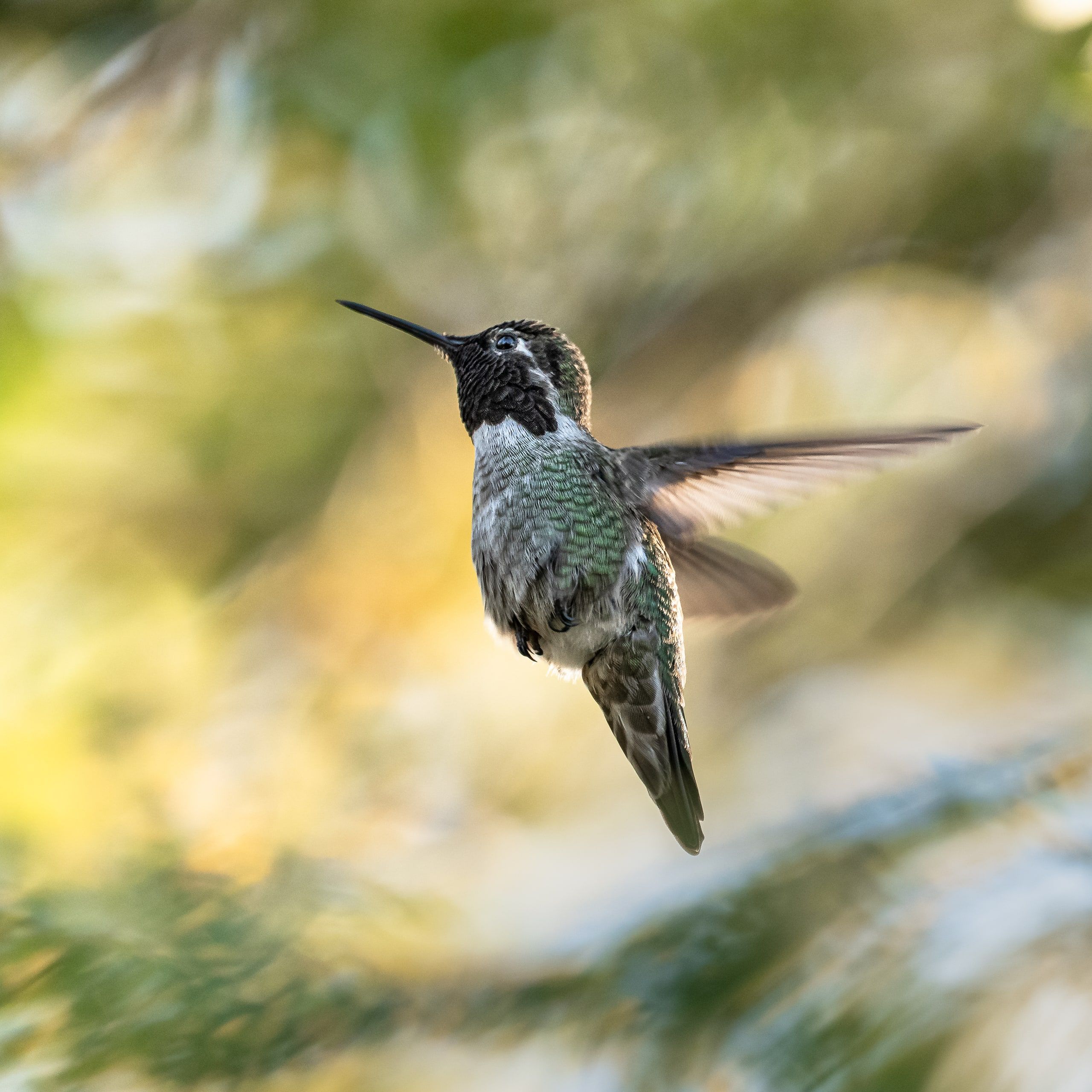 Frozen in Flight (Calypte anna)