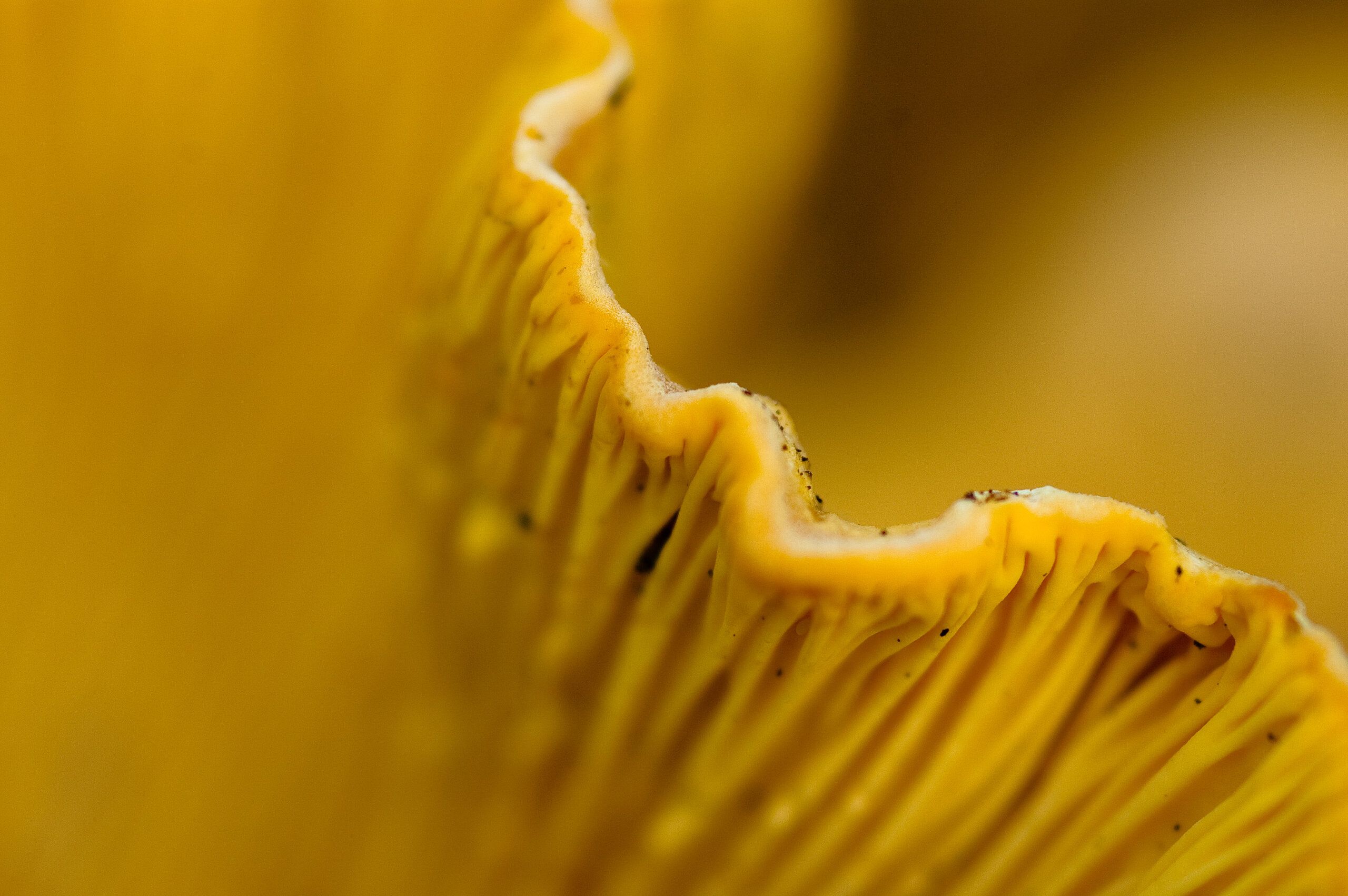Golden Gills