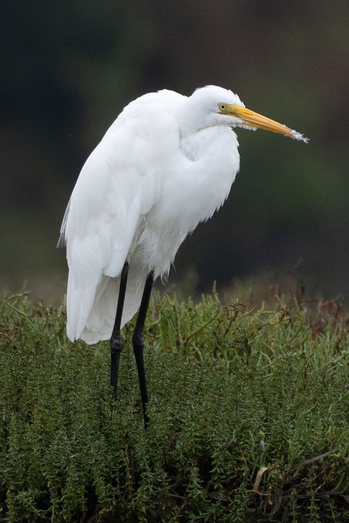 Great Egret (Ardea alba)