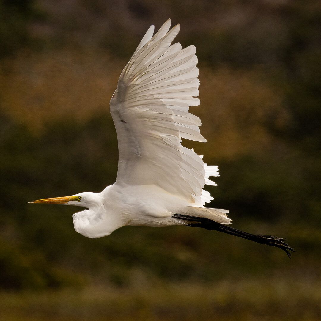Great Egret (Ardea alba)