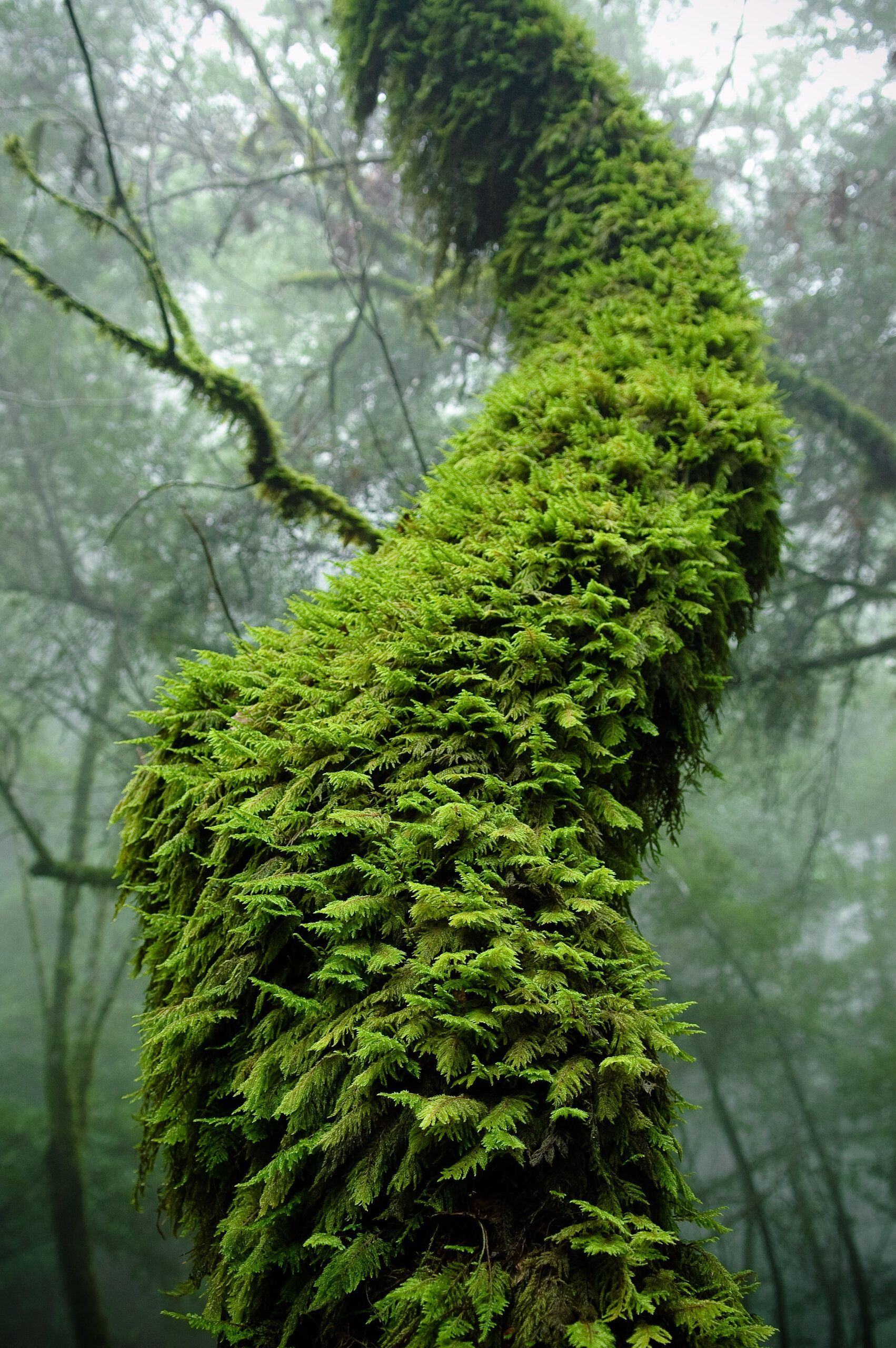 Green Growth