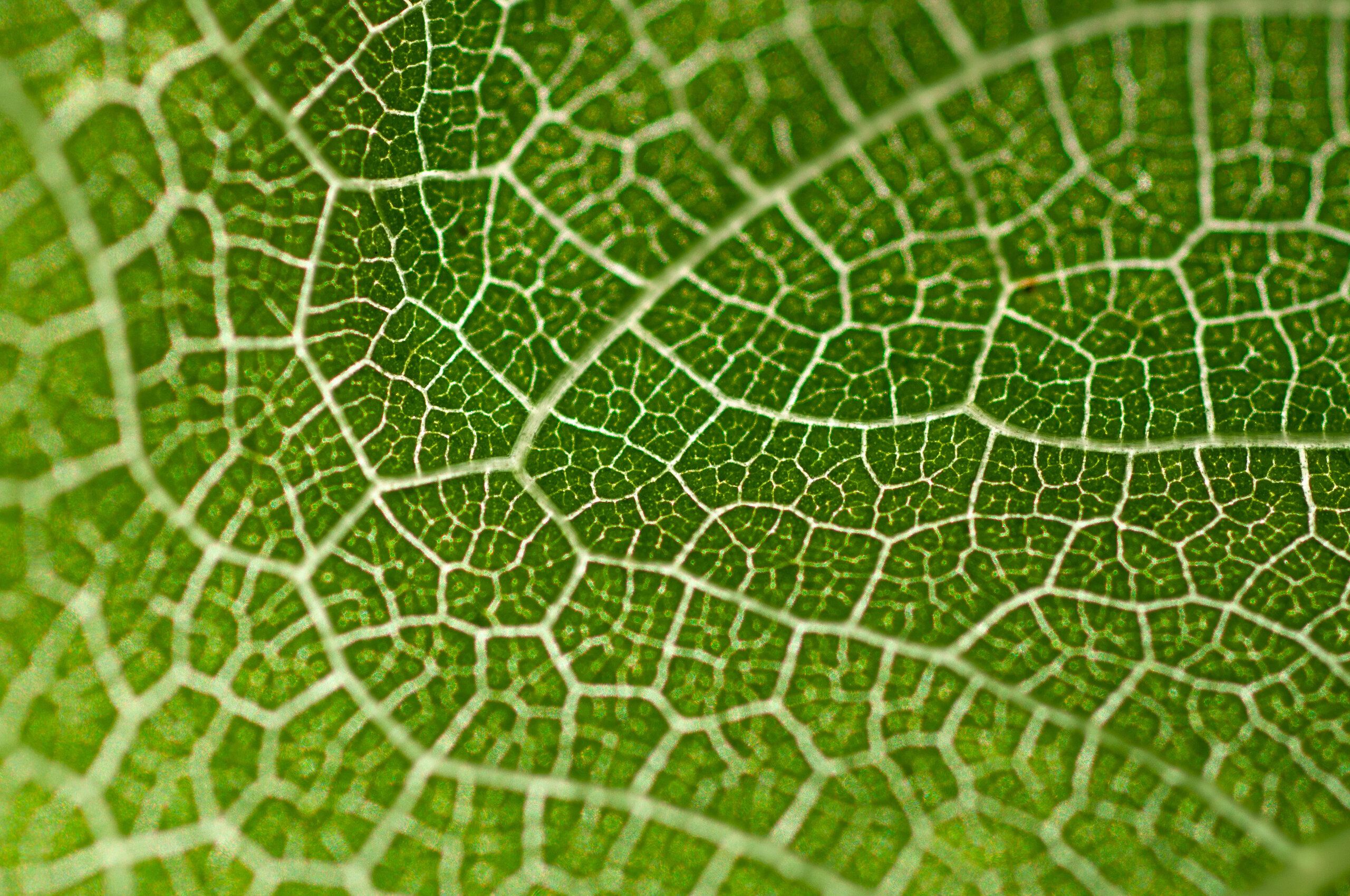 Green Lattice