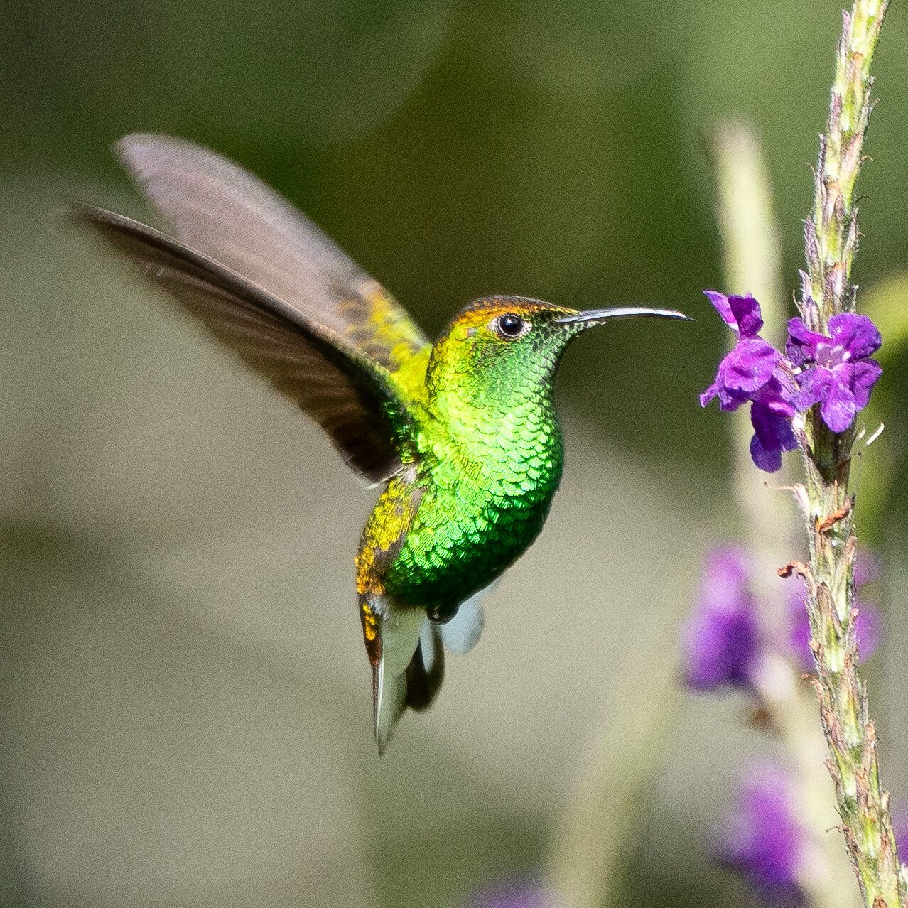 Hummingbird