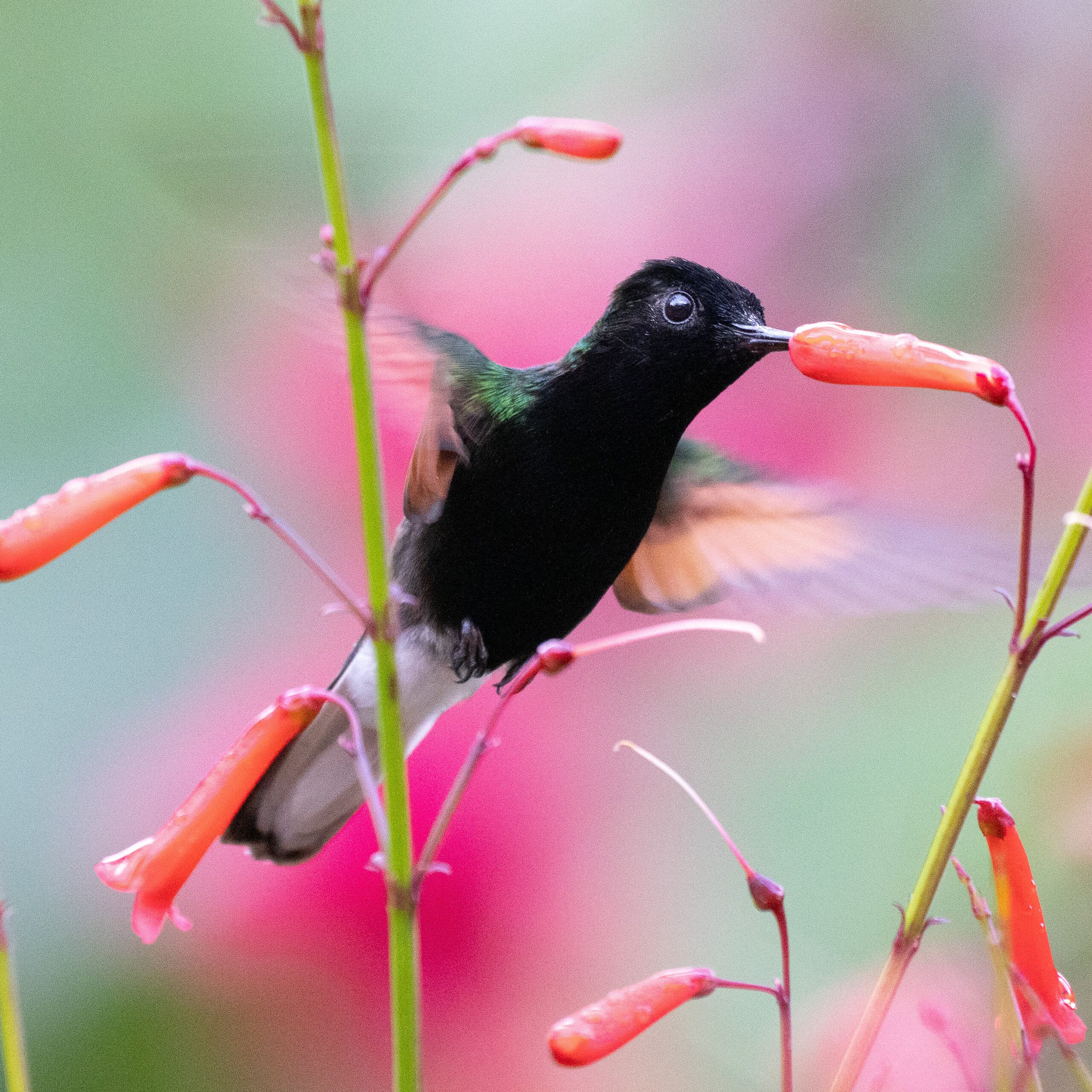 Hummingbird