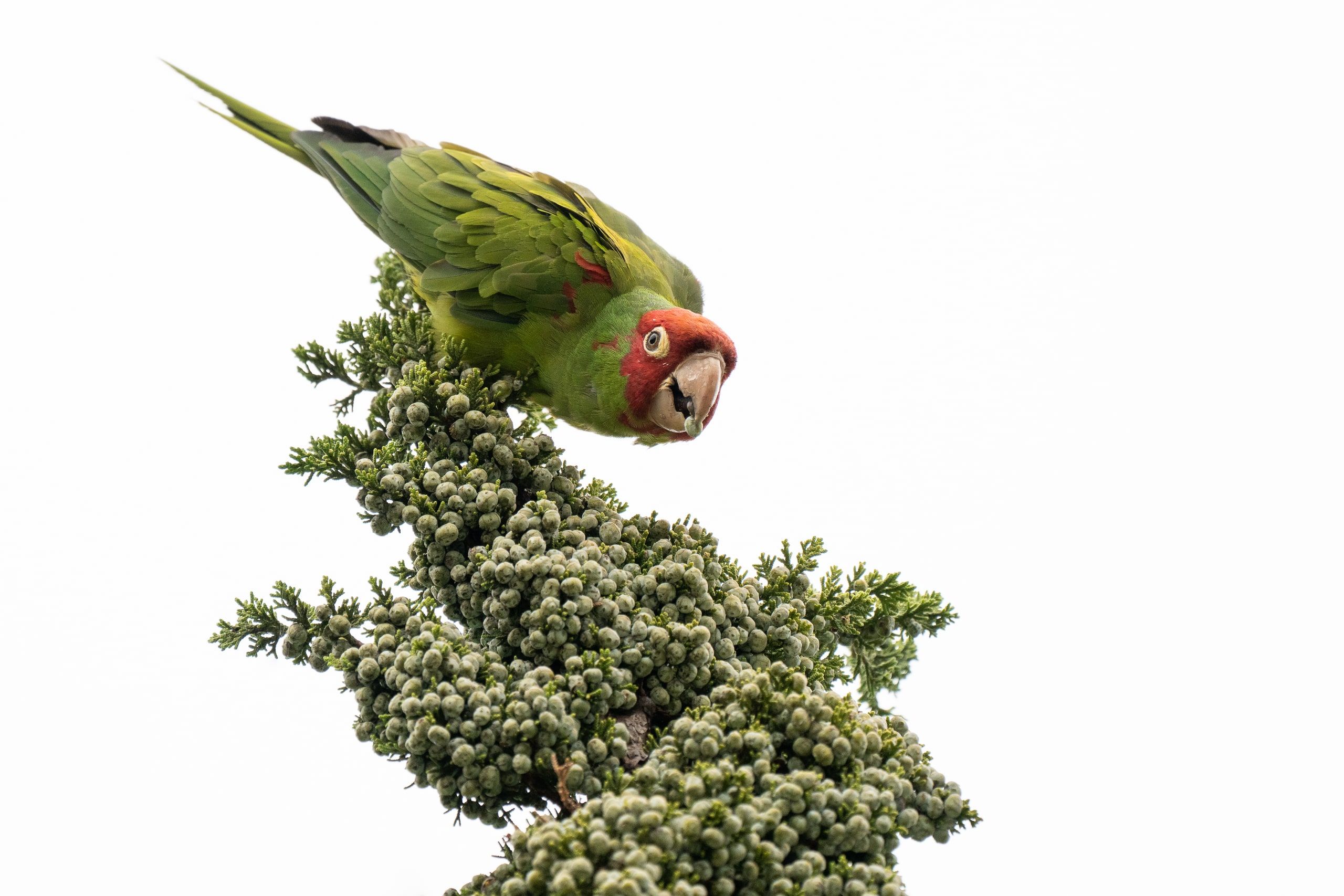 Juniper Snack (Psittacara erythrogenys)