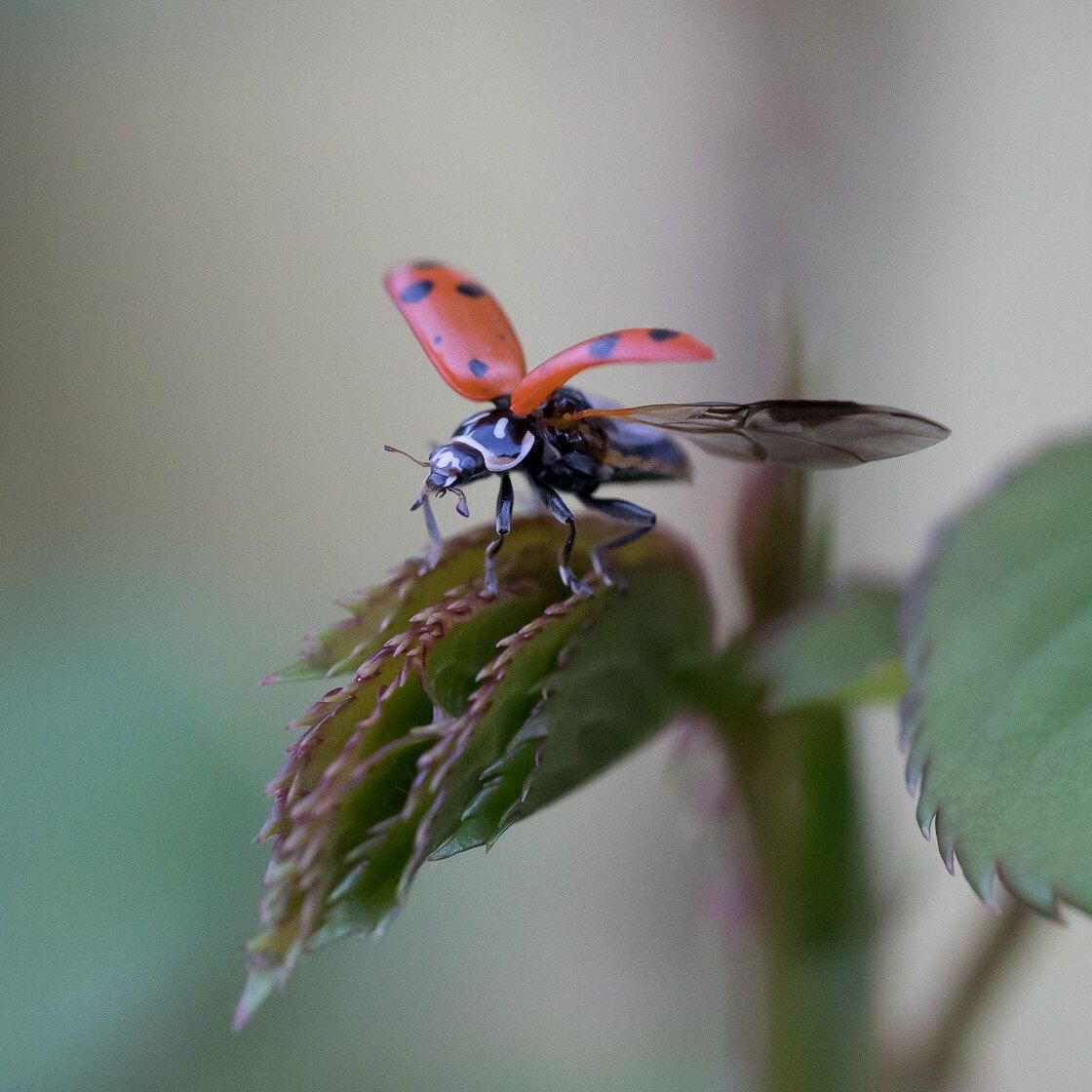 Lady Beetle (Coccinellidae)