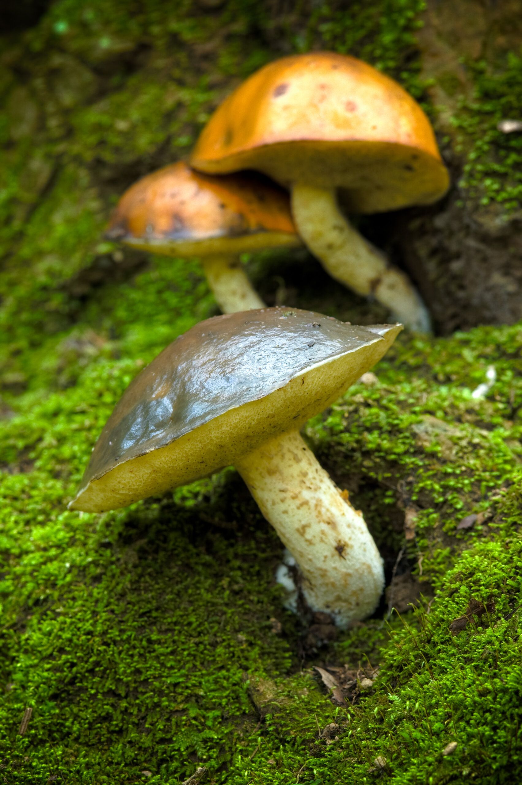 Mushroom Trio