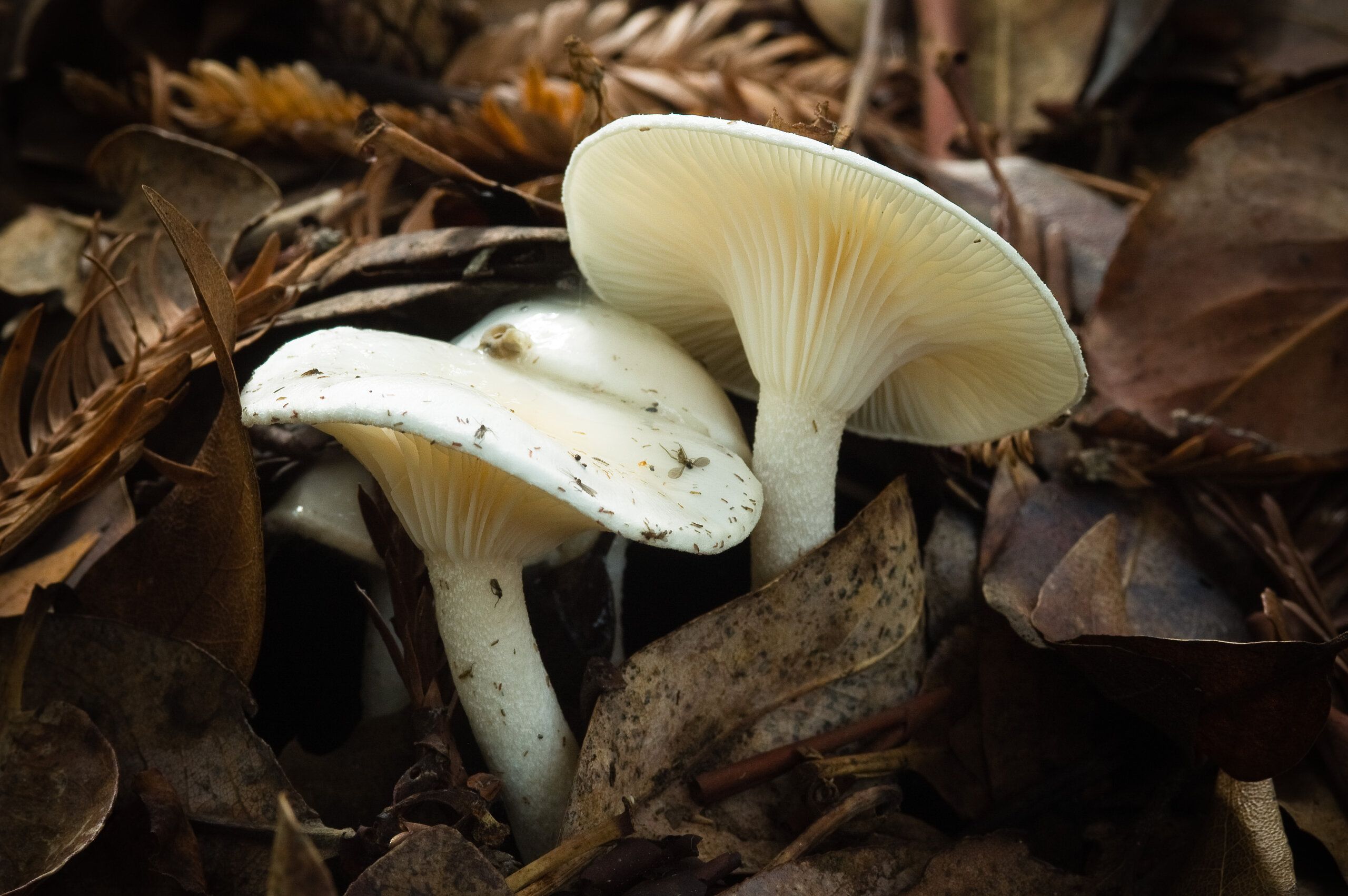 Pale Caps
