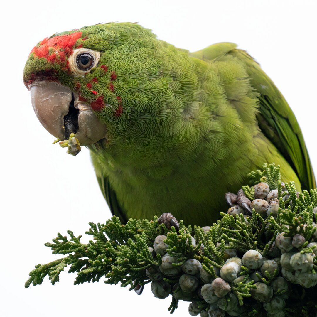 Parakeet (Psittacara sp.)