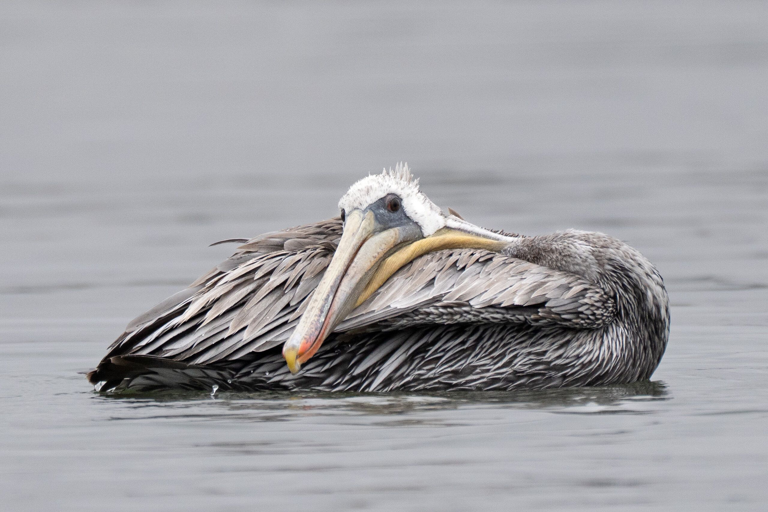 Brown Pelican (Pelecanus occidentalis)