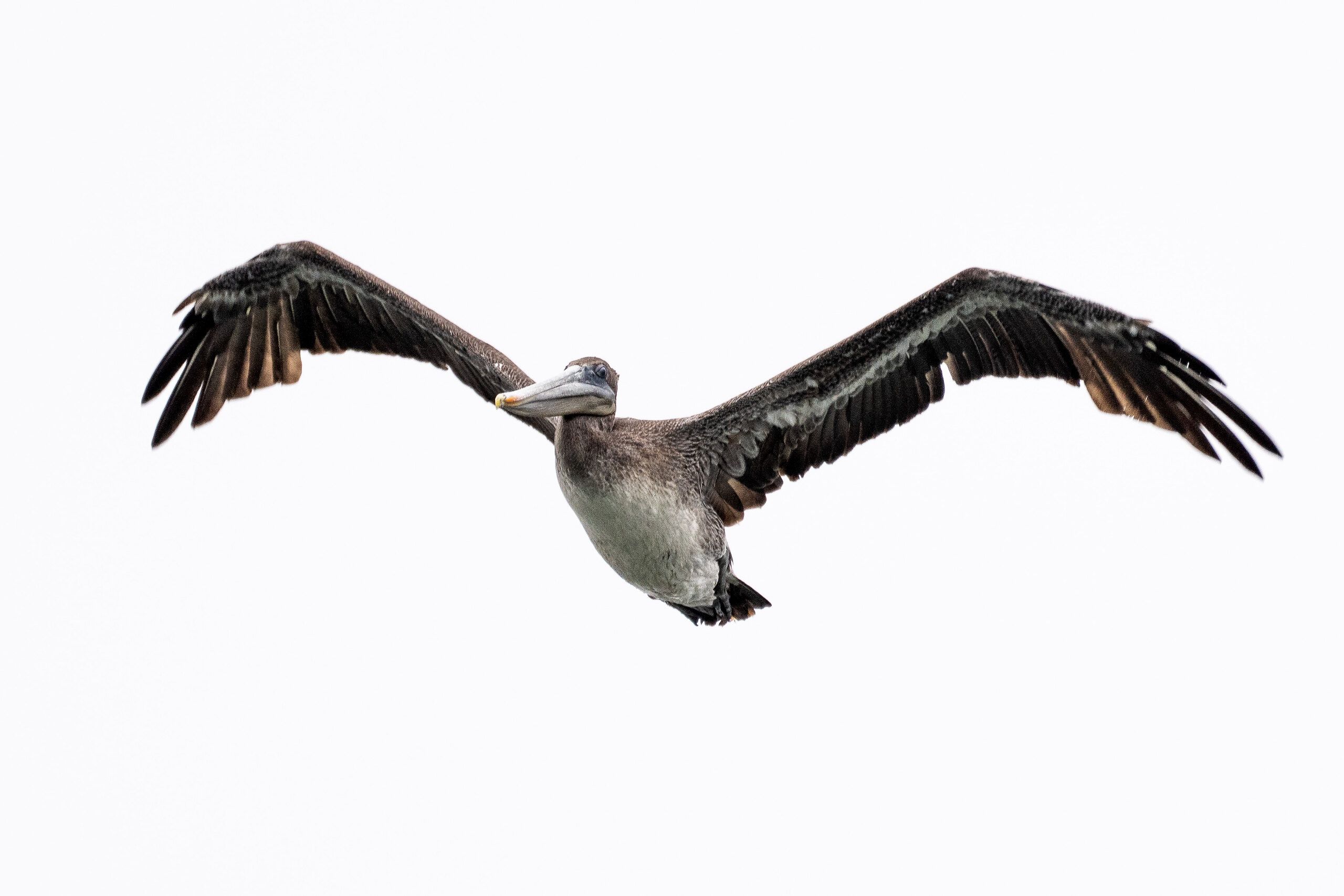 Brown Pelican (Pelecanus occidentalis)