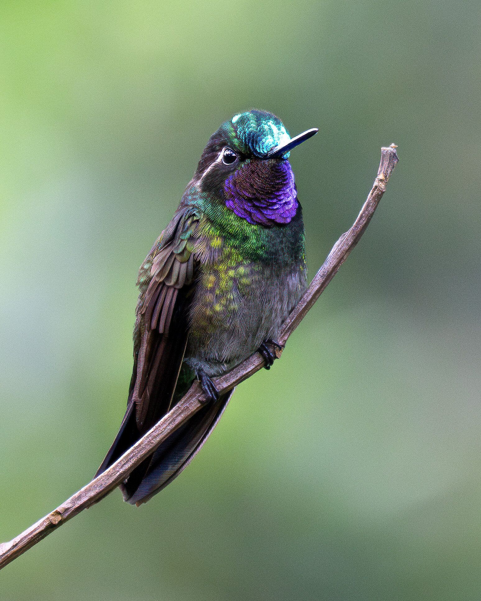 Purple-throated Mountain-gem (Lampornis calolaemus)