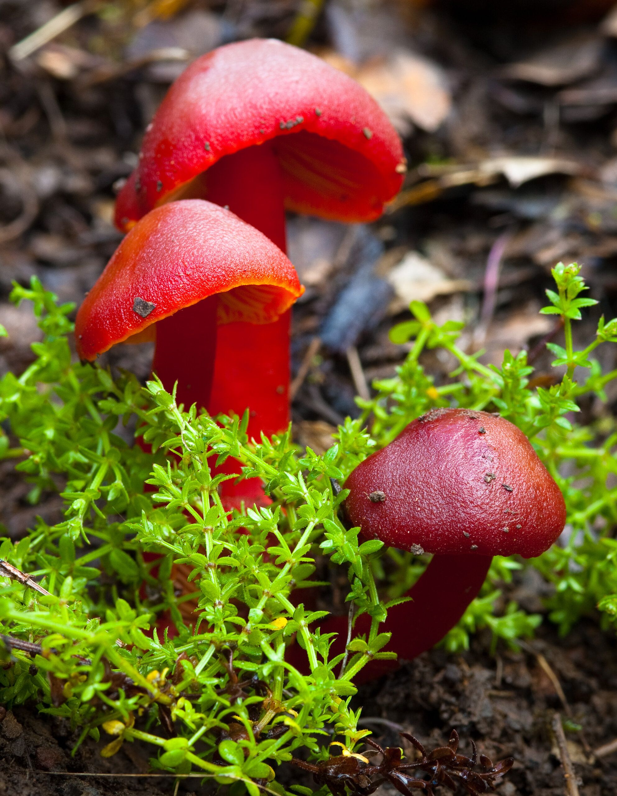 Red Mushrooms
