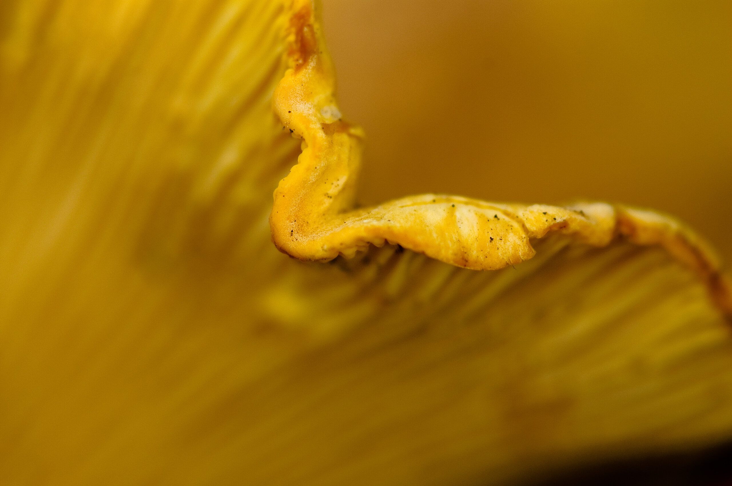 Ruffled Edge