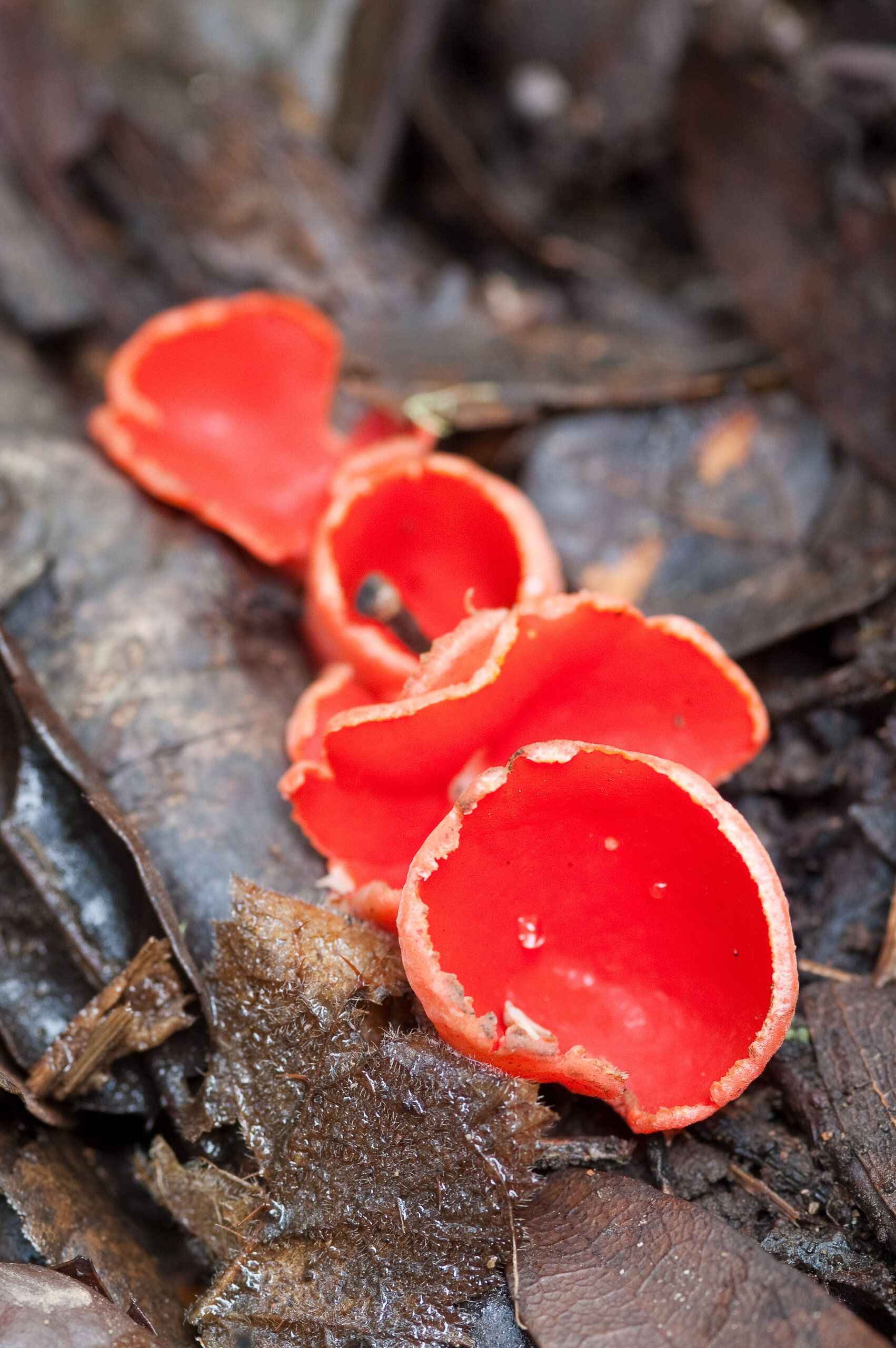 Scarlet Cups