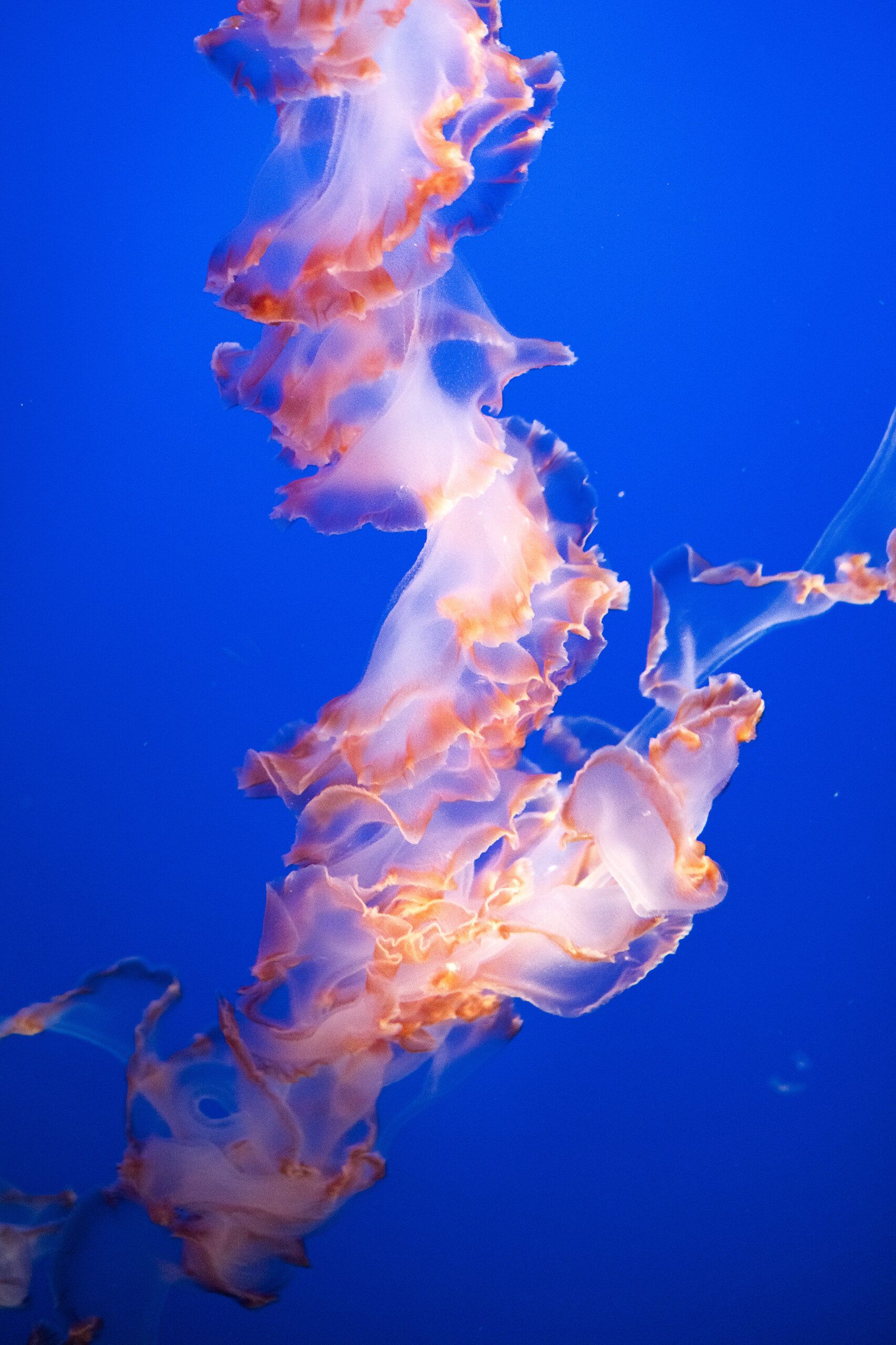 Sea Nettle (Chrysaora fuscescens)