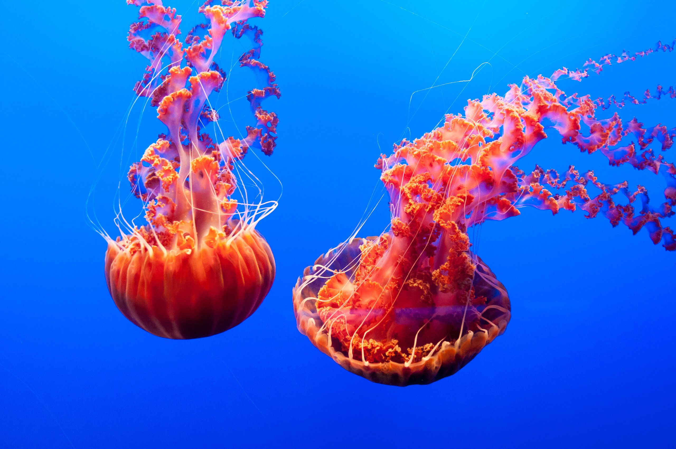Sea Nettles (Chrysaora fuscescens)