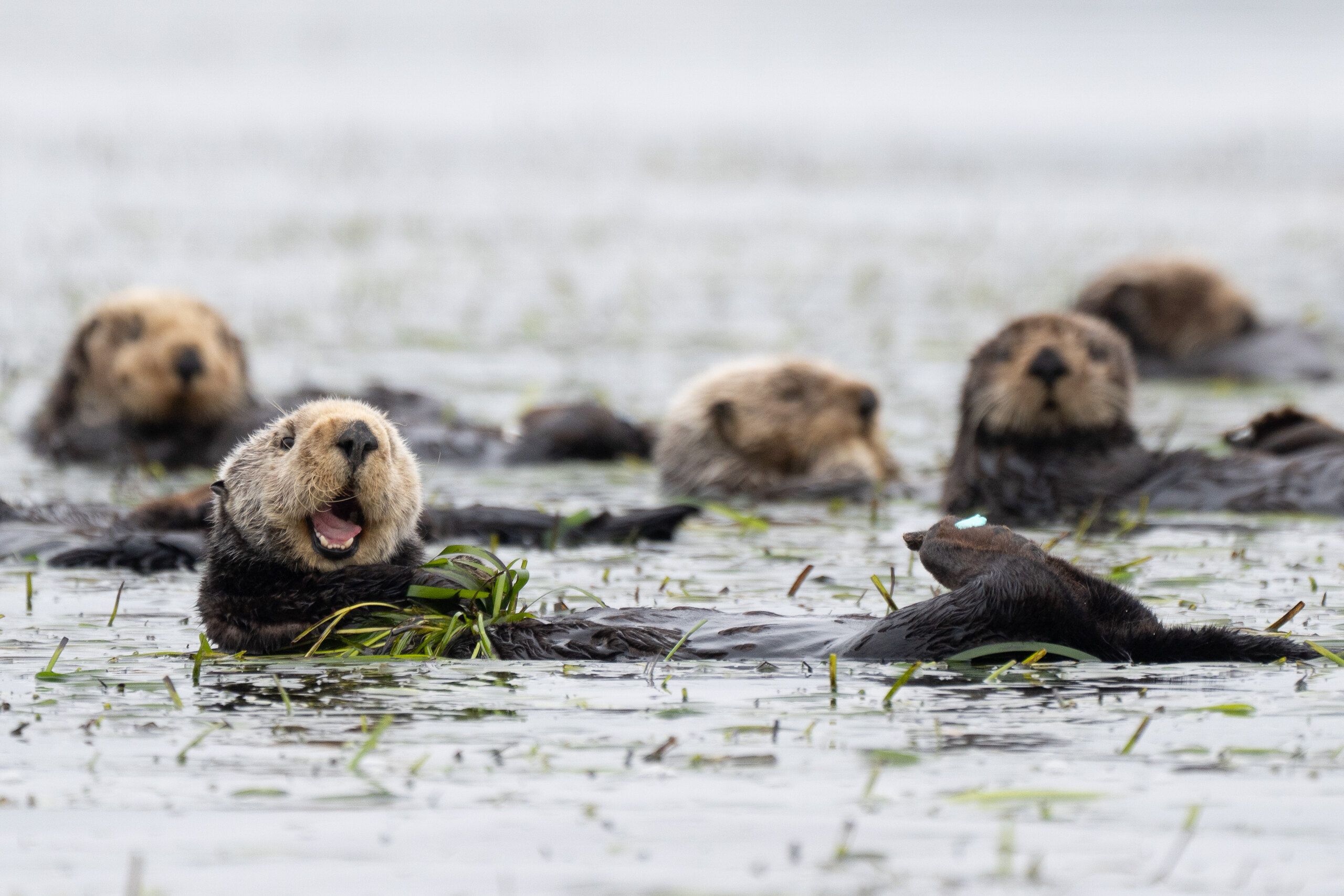 Sea Otters (Enhydra lutris)