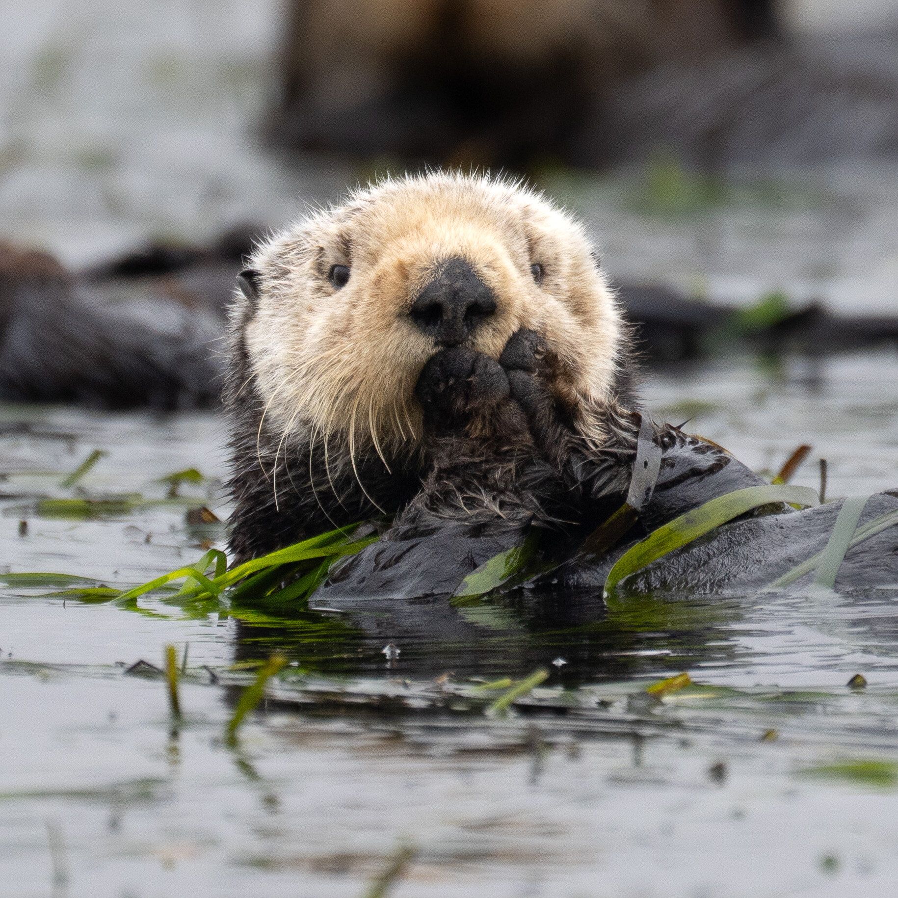 Sea Otter (Enhydra lutris)