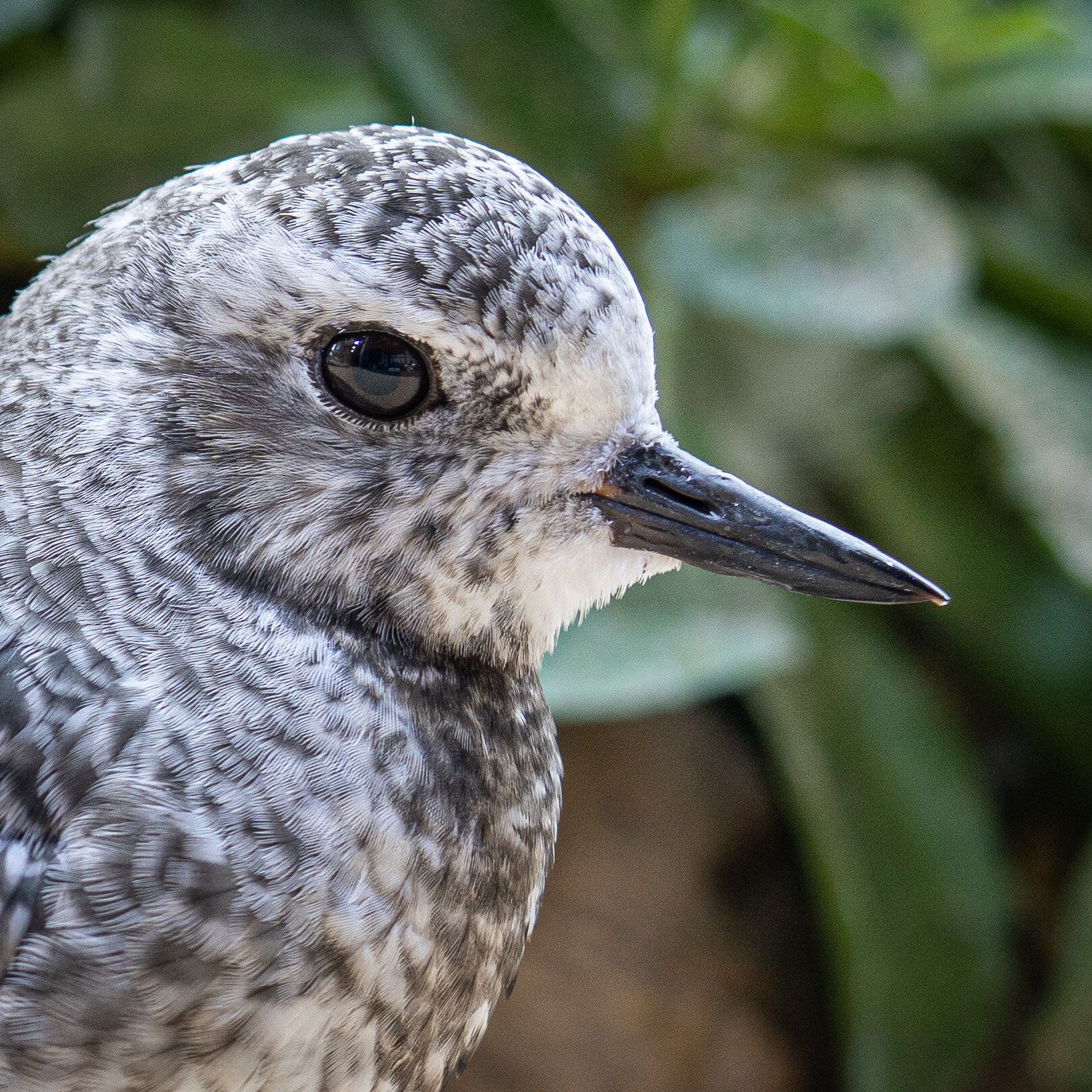 Shorebird