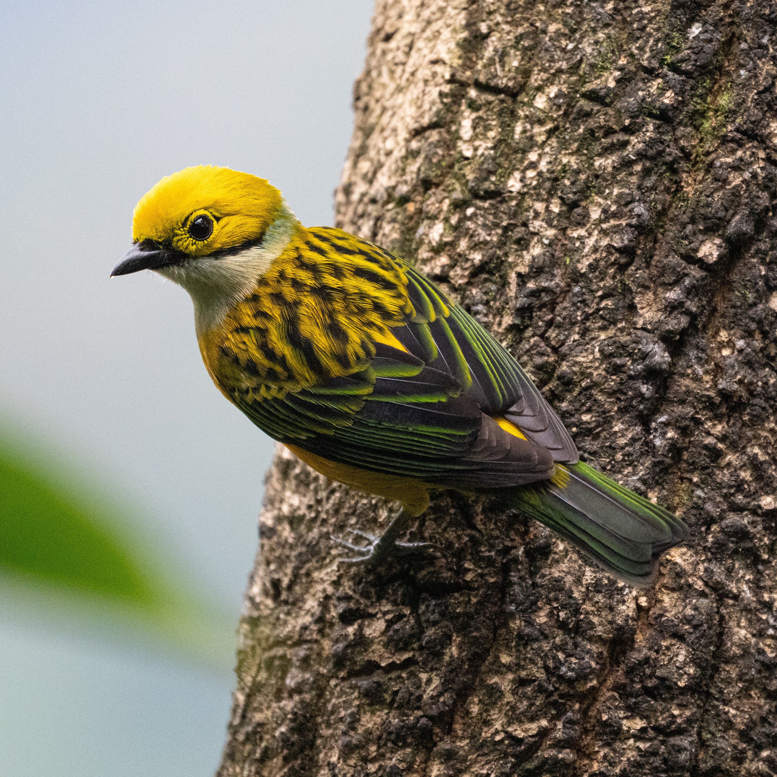 Silver-throated Tanager (Tangara icterocephala)