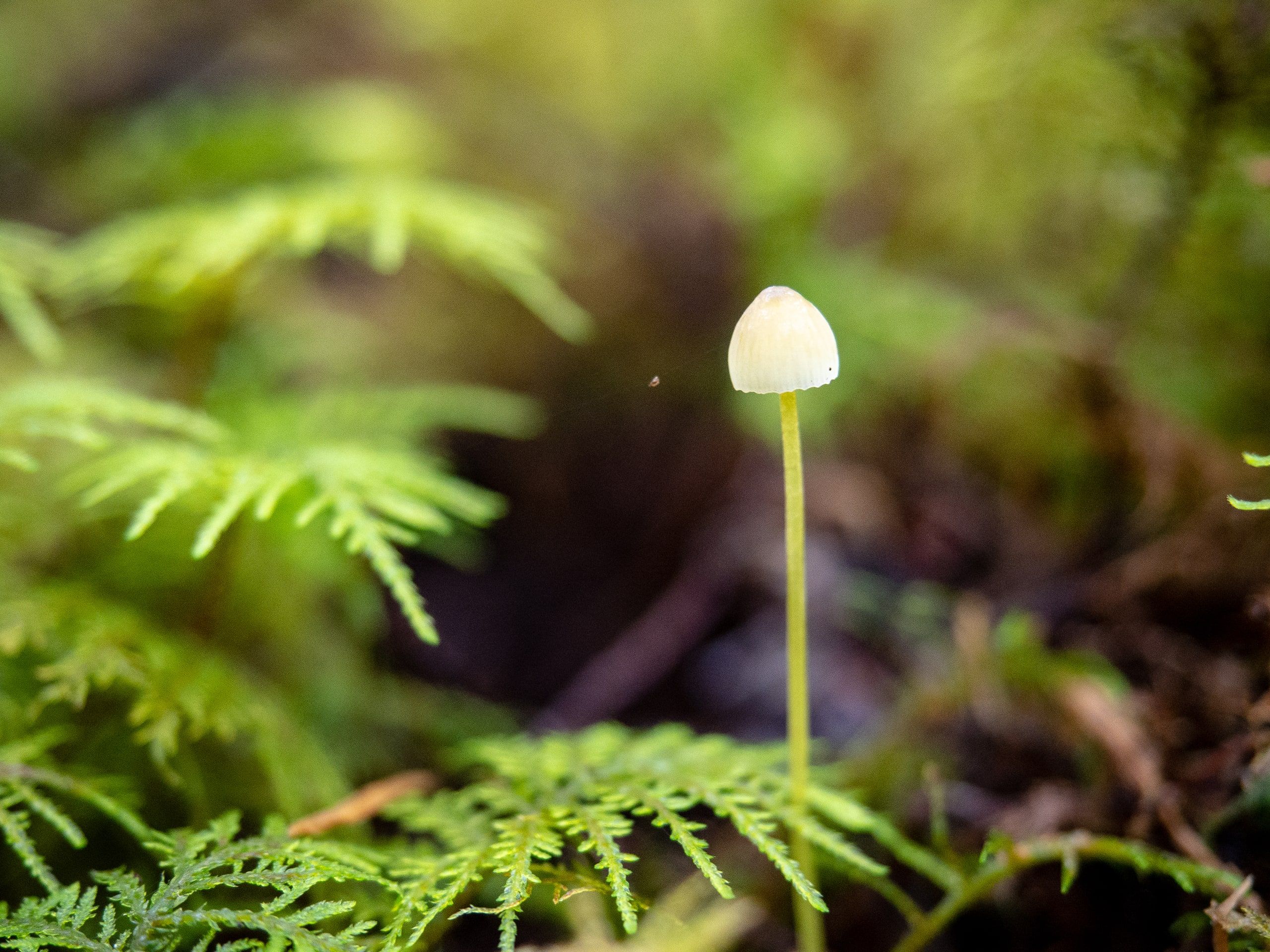 Small Cap