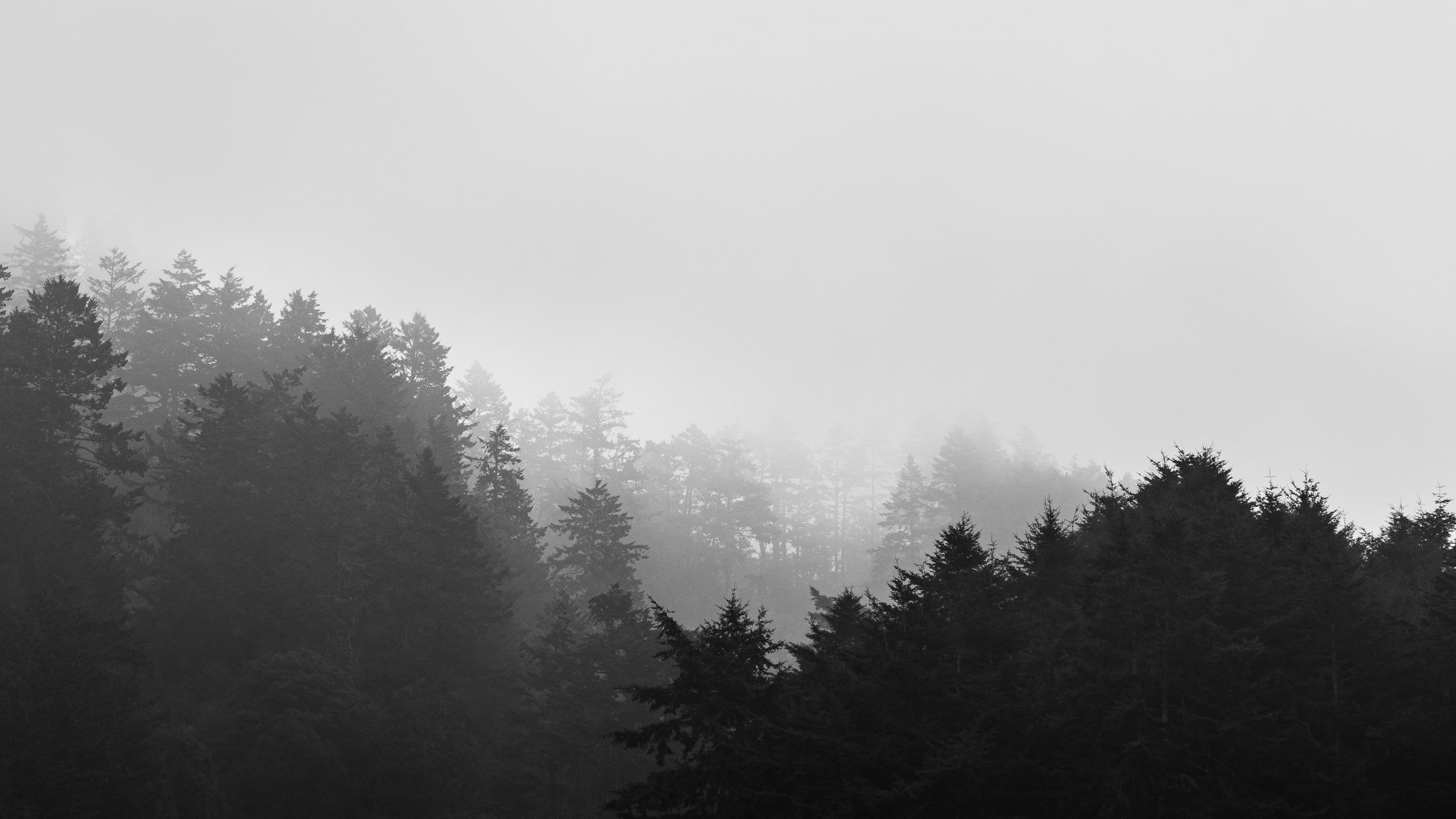 Smoke in the Trees