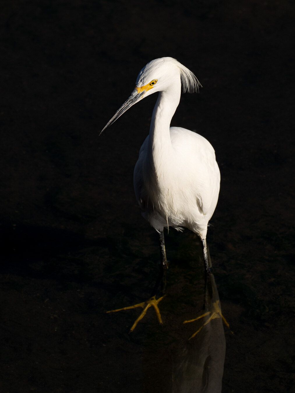 Snowy Egret (Egretta thula)