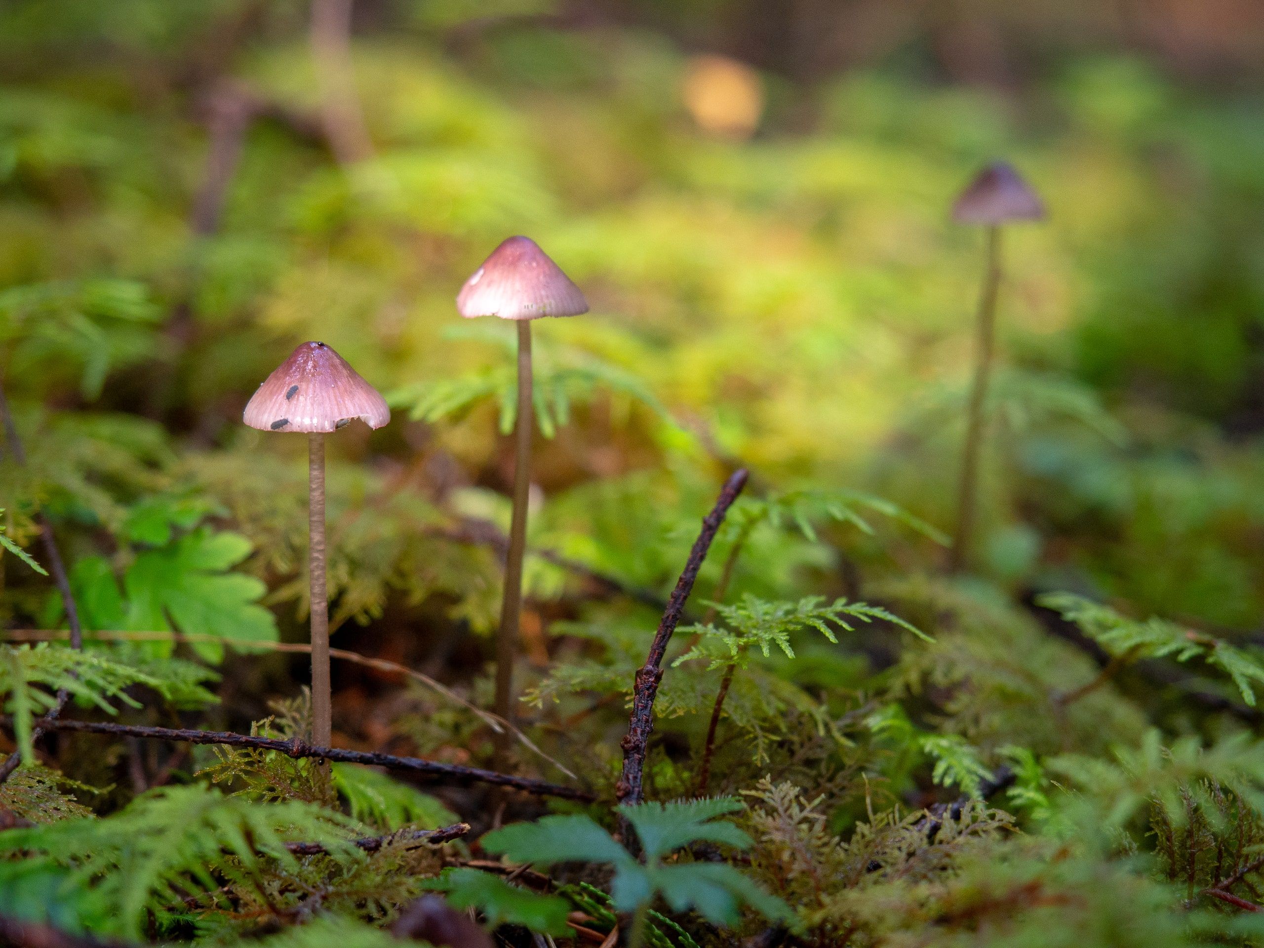 Three in the Moss