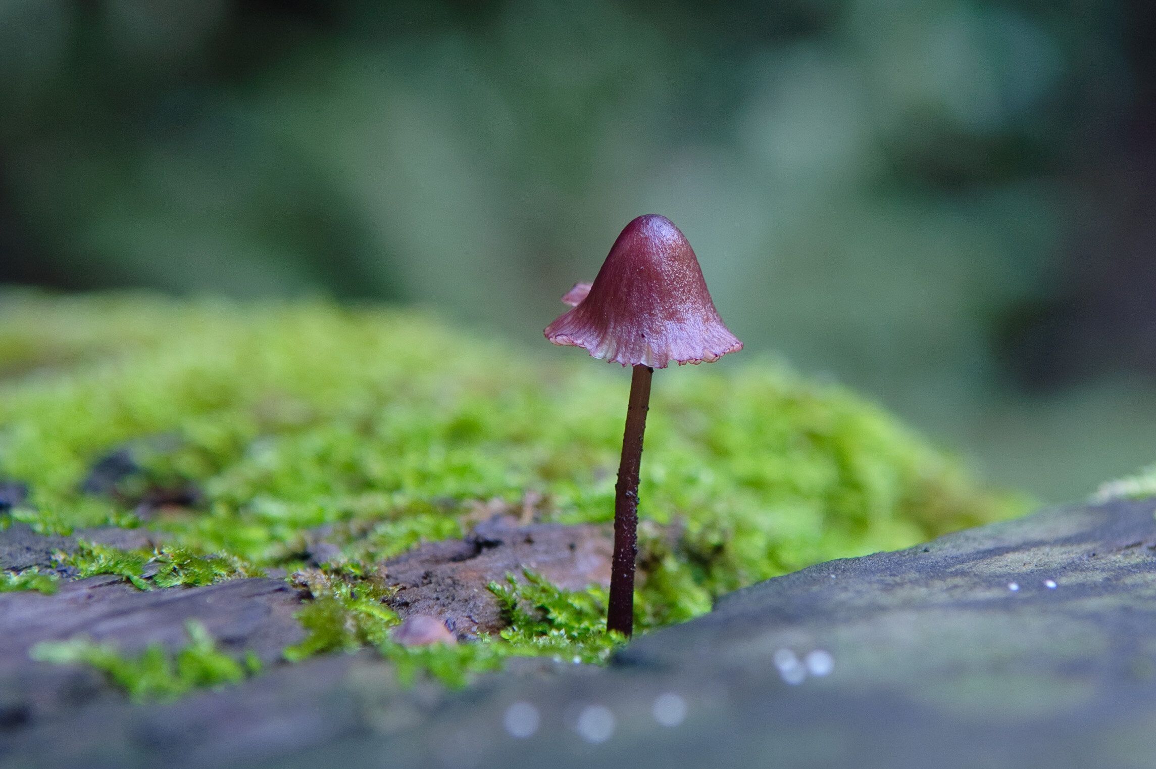 Tiny Mushroom