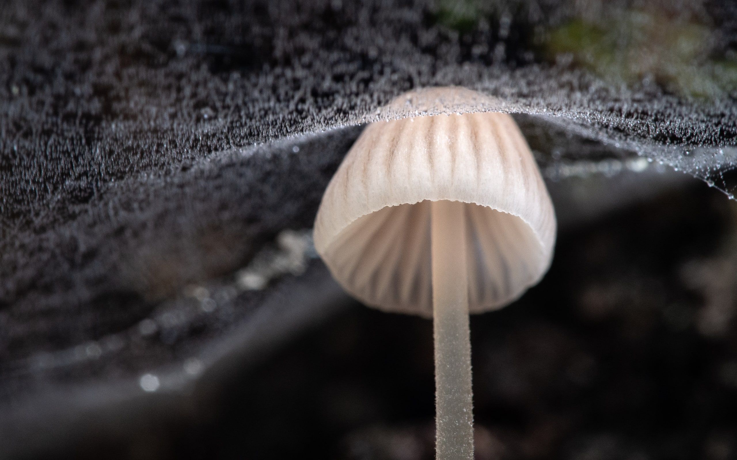 Under the Veil
