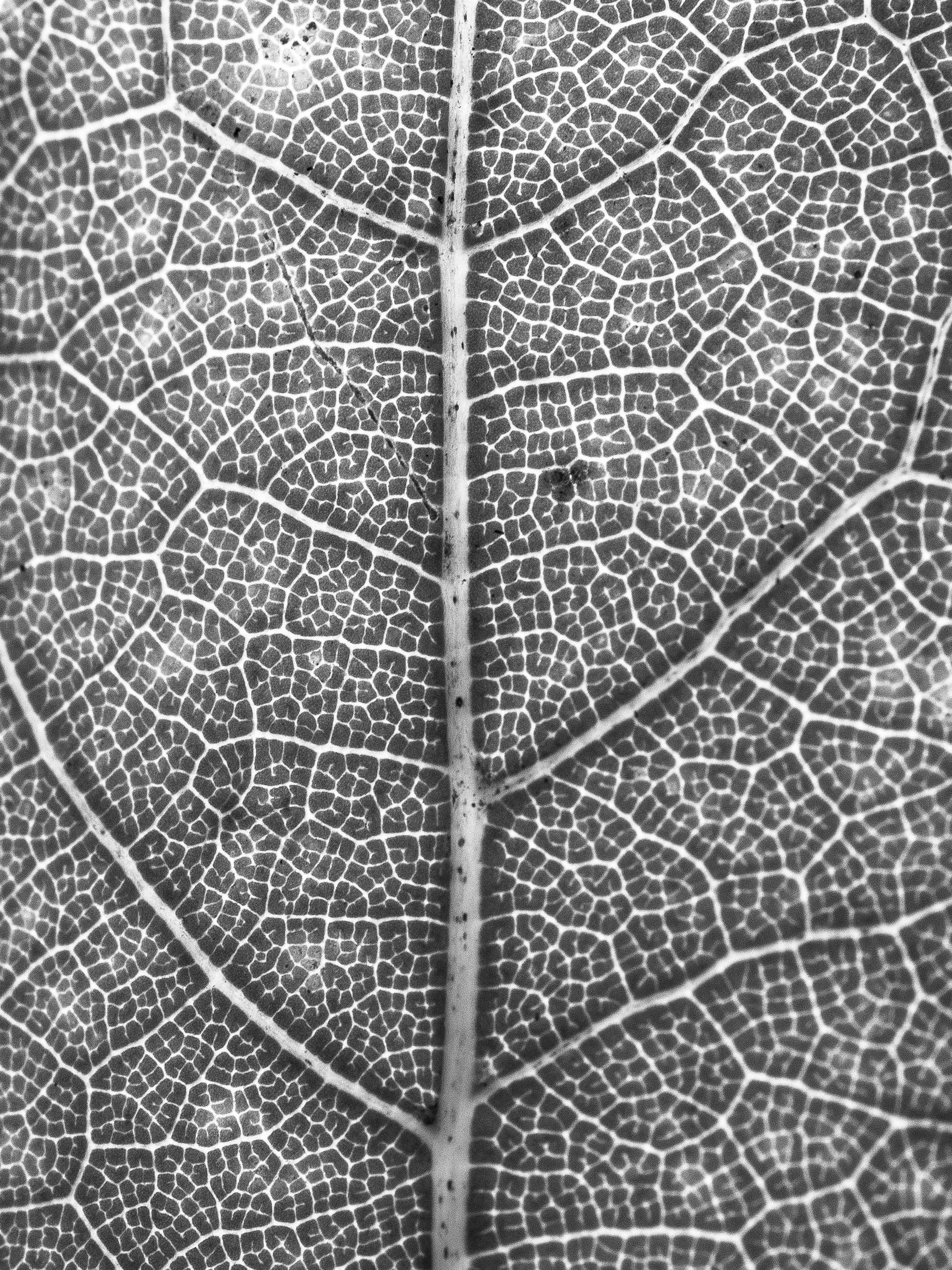 Venation