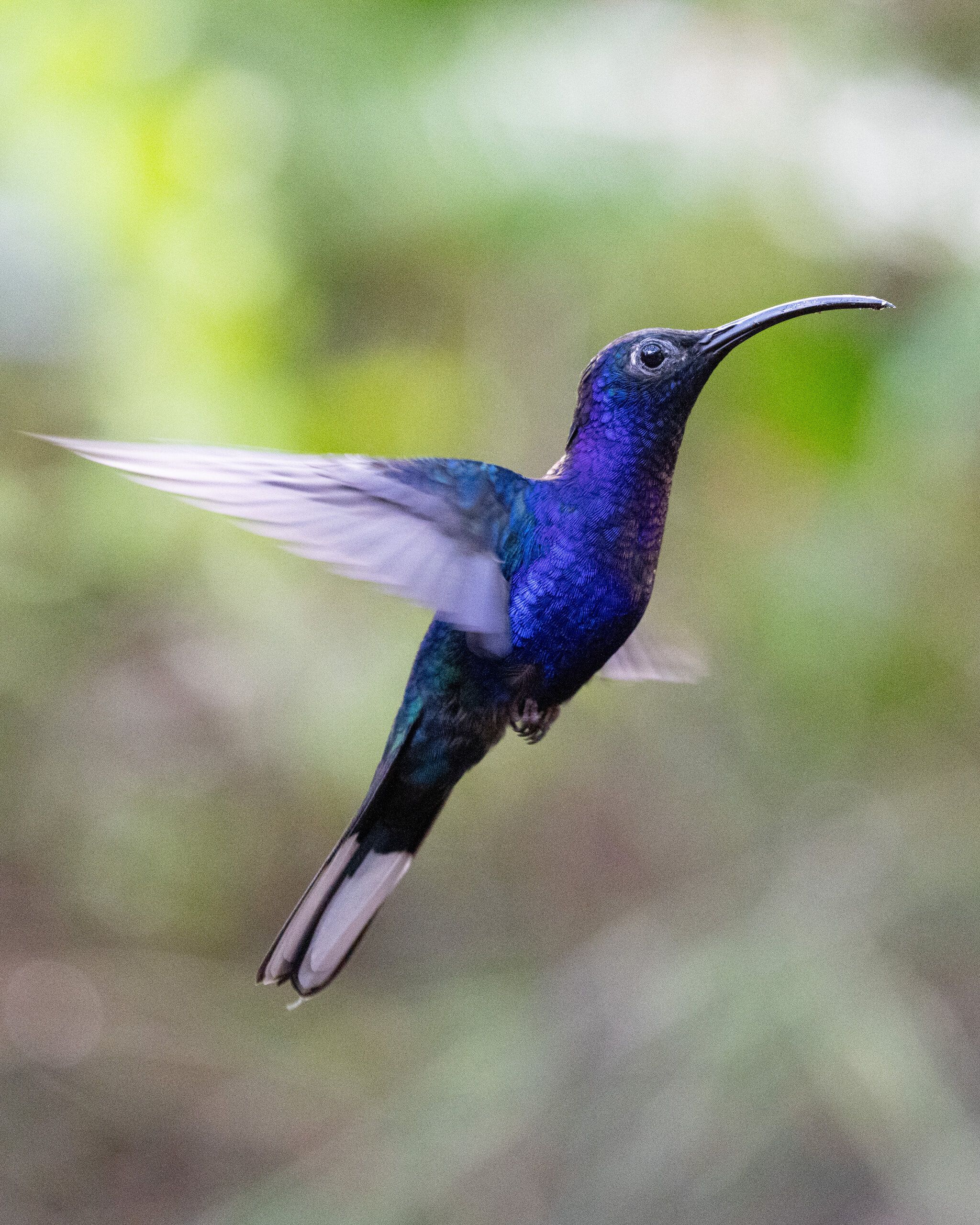 Violet Sabrewing (Campylopterus hemileucurus)